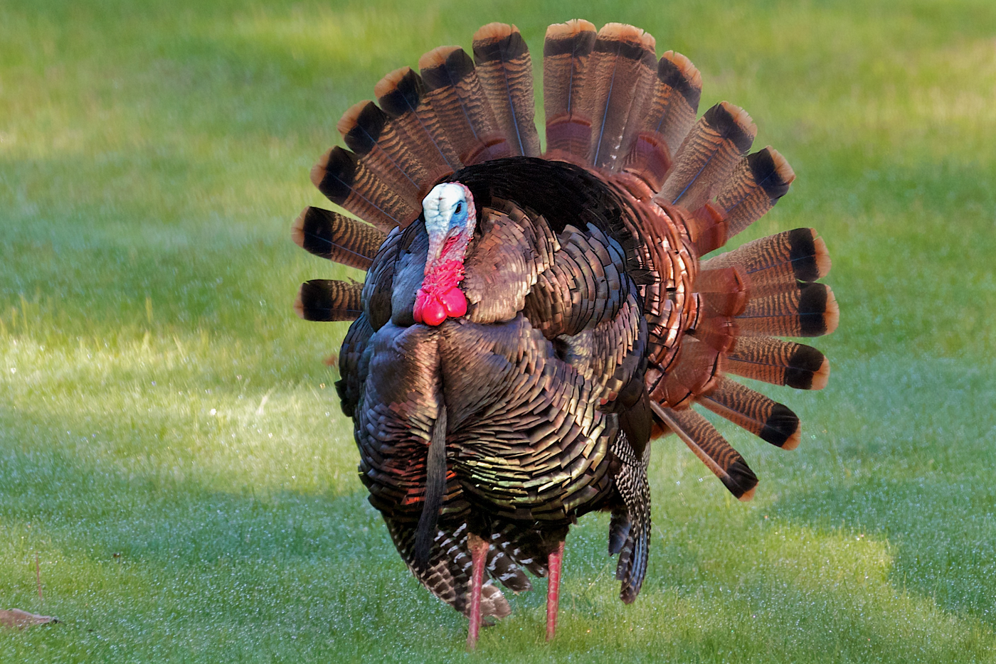 Bloomberg Law: Turkey Remains Rare Meat Not Embroiled in Antitrust Probes