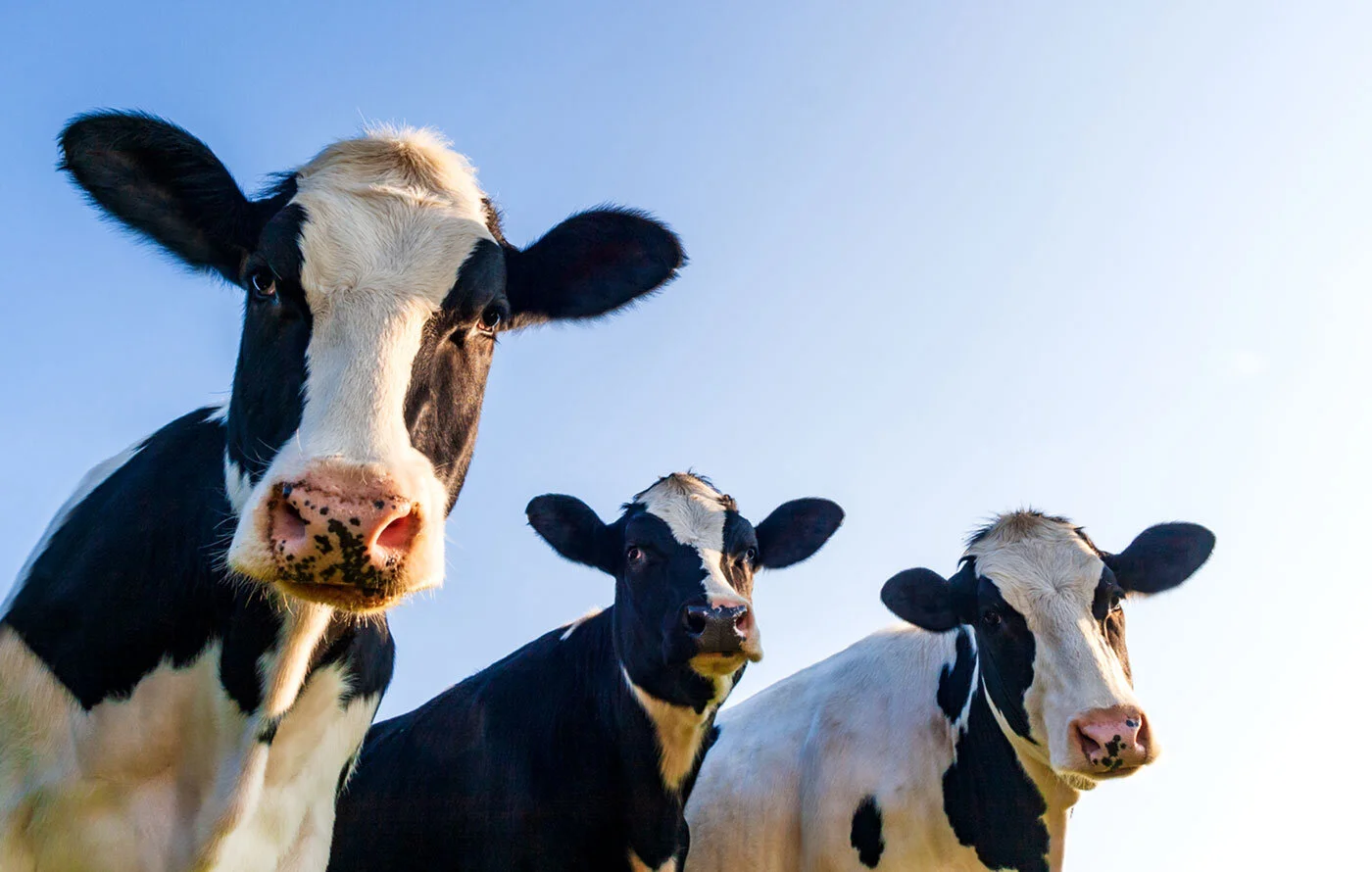 The Monopolization of Milk