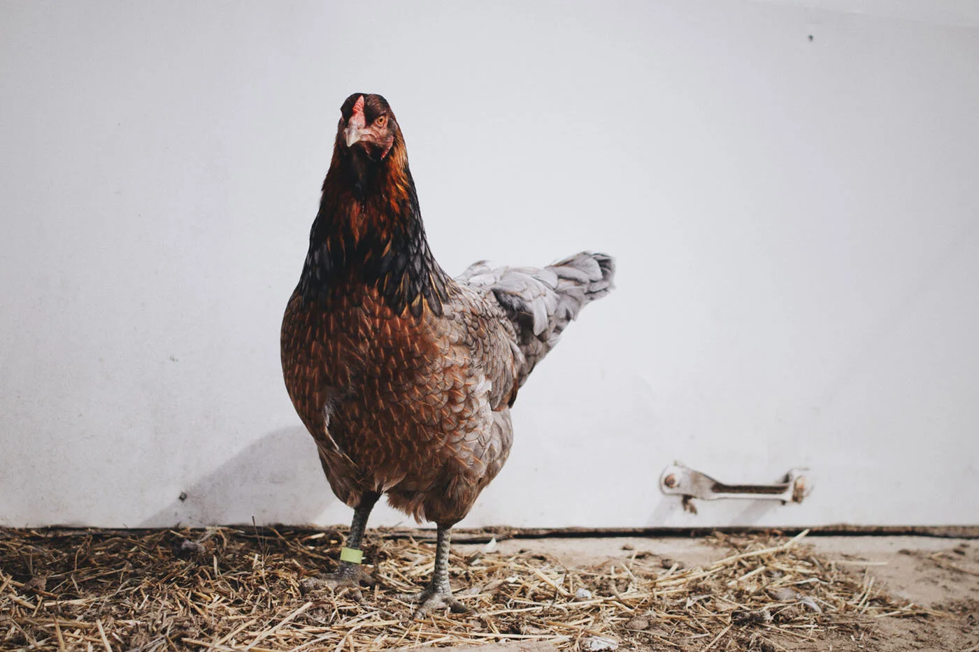 Obama’s Game of Chicken