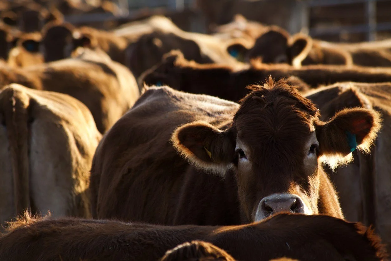 Open Markets: Agriculture Department Should Use Packers and Stockyards Act to Protect Farmers From Meatpacker Abuse