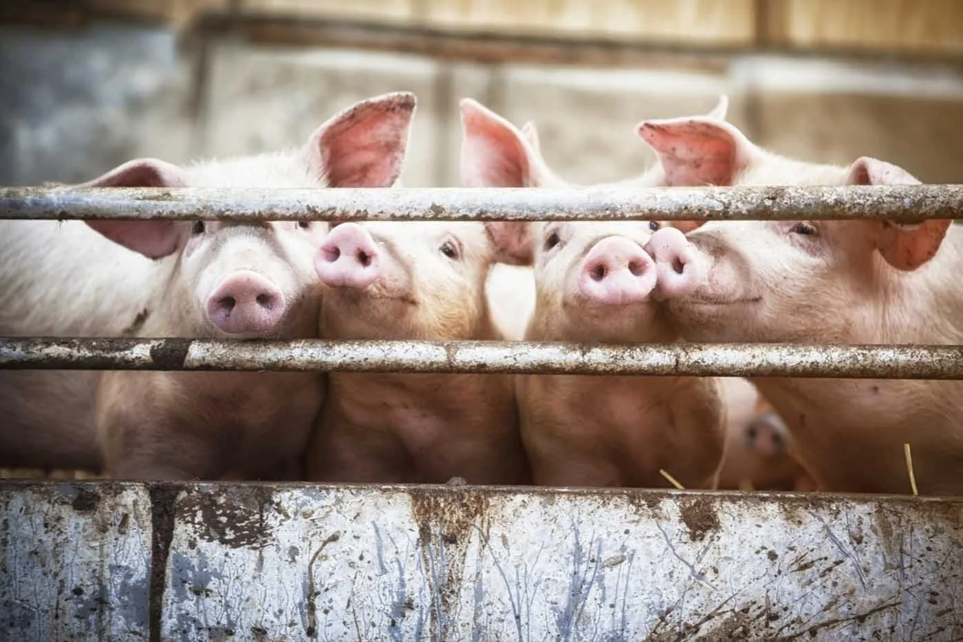 Open Markets Applauds Sen. Booker’s Challenge to Big Ag Monopoly