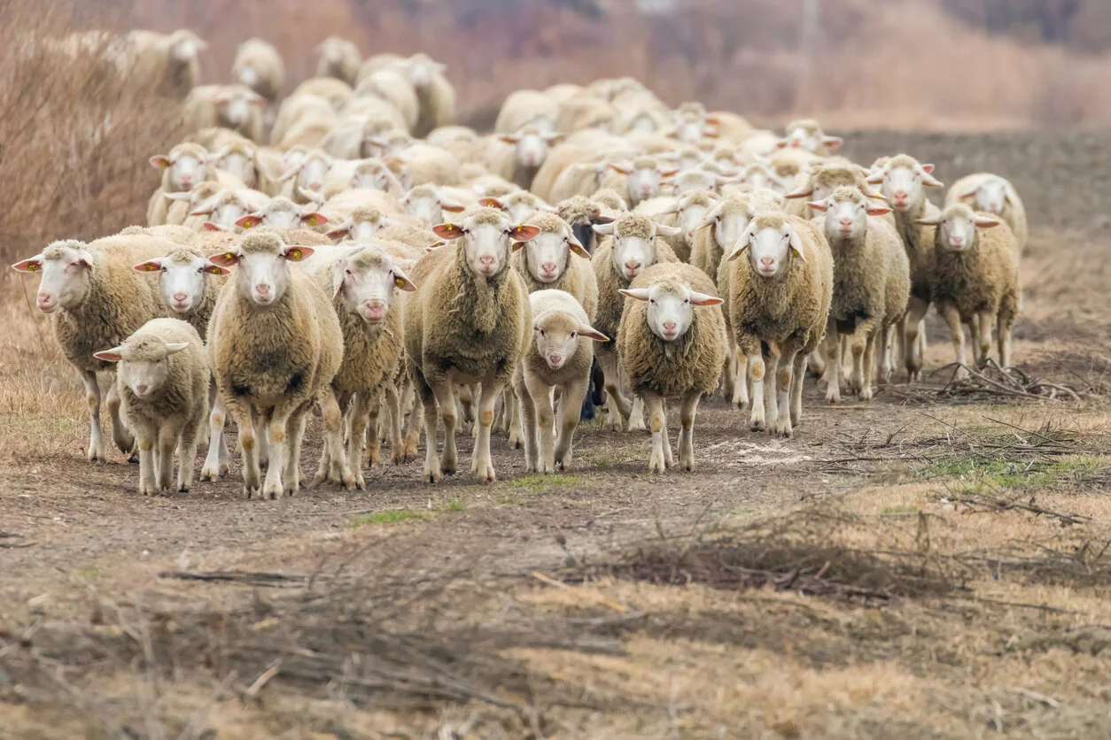 JBS Aims to Shutter Critical Western US Lamb Processor, DOJ Issues a “Standstill” Order 
