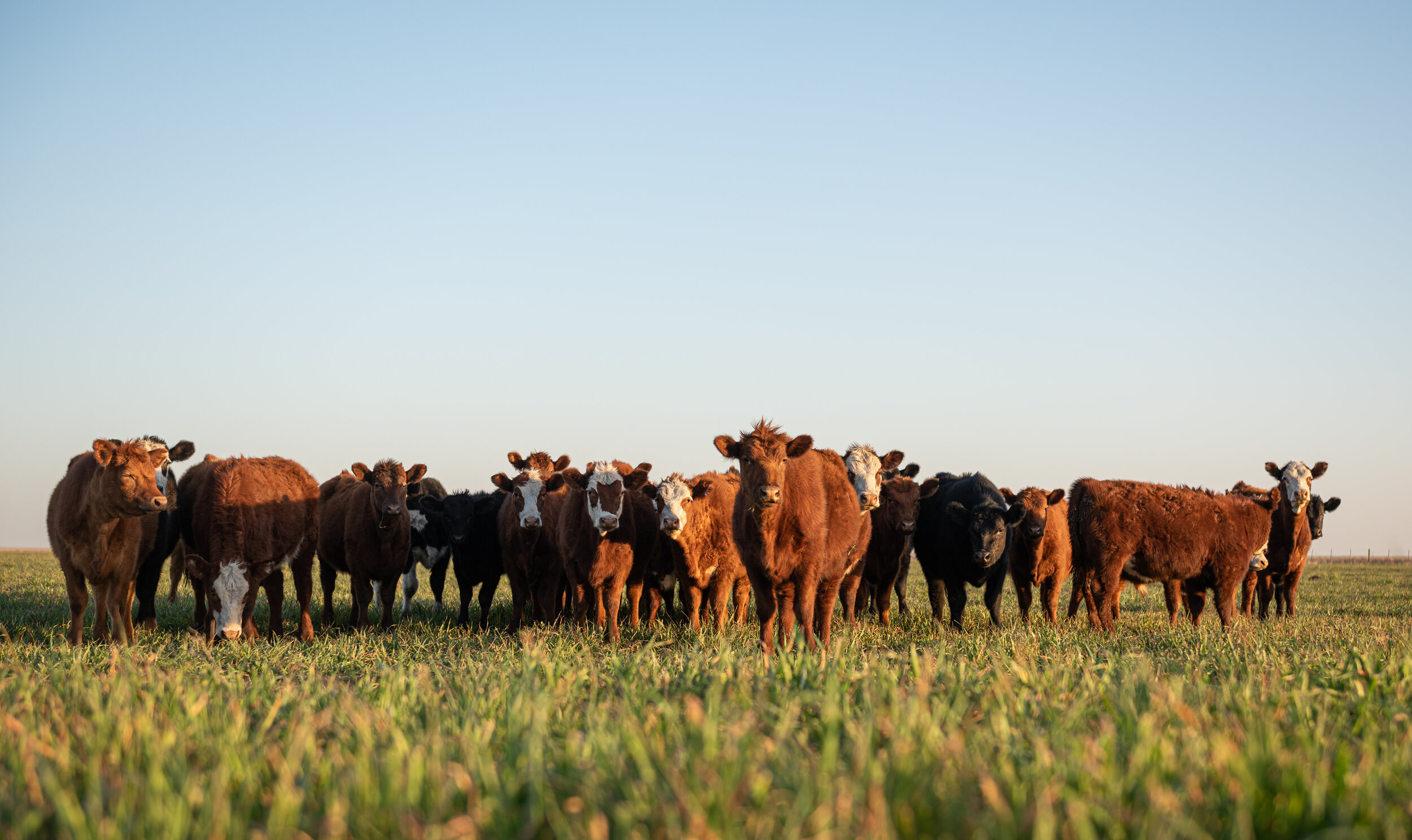 Milking Profits - The Dairy Monopolies That Are Hurting Farmers