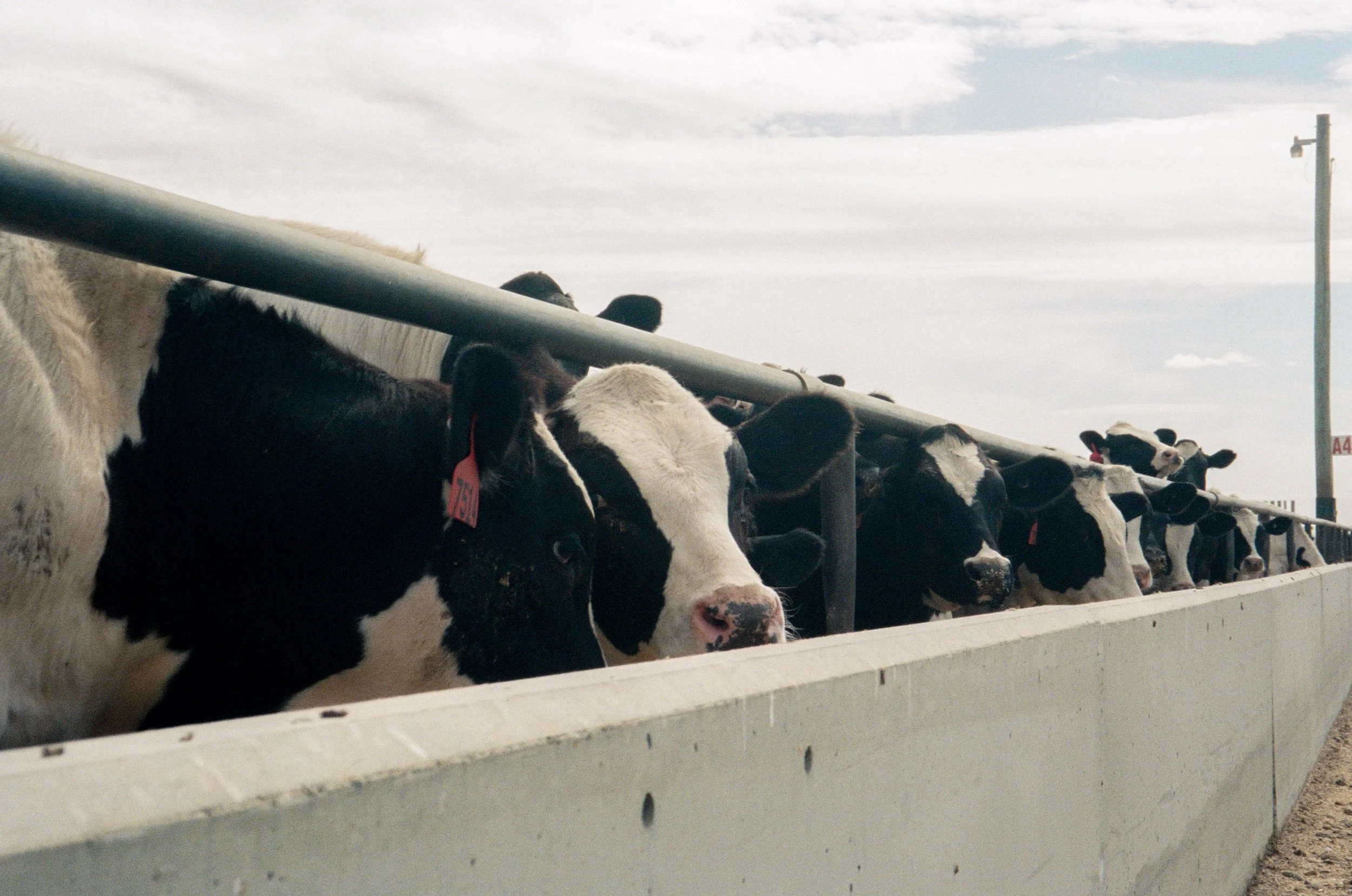 Fair World Project - Get Big or Get Out: Dairy Farmers of America