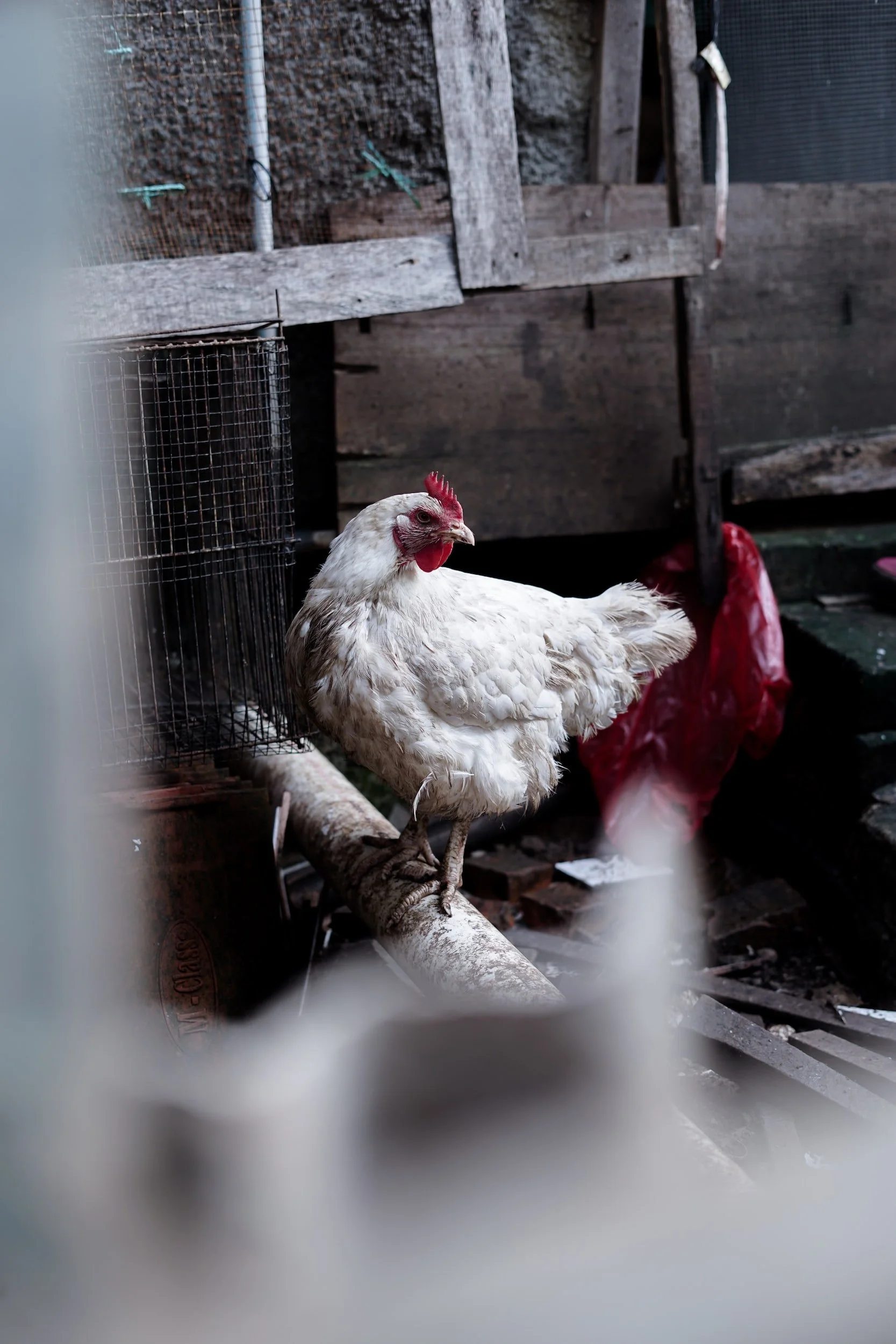 Open Markets Submits Comments to USDA on Transparency in Poultry Grower Contracting and Tournaments