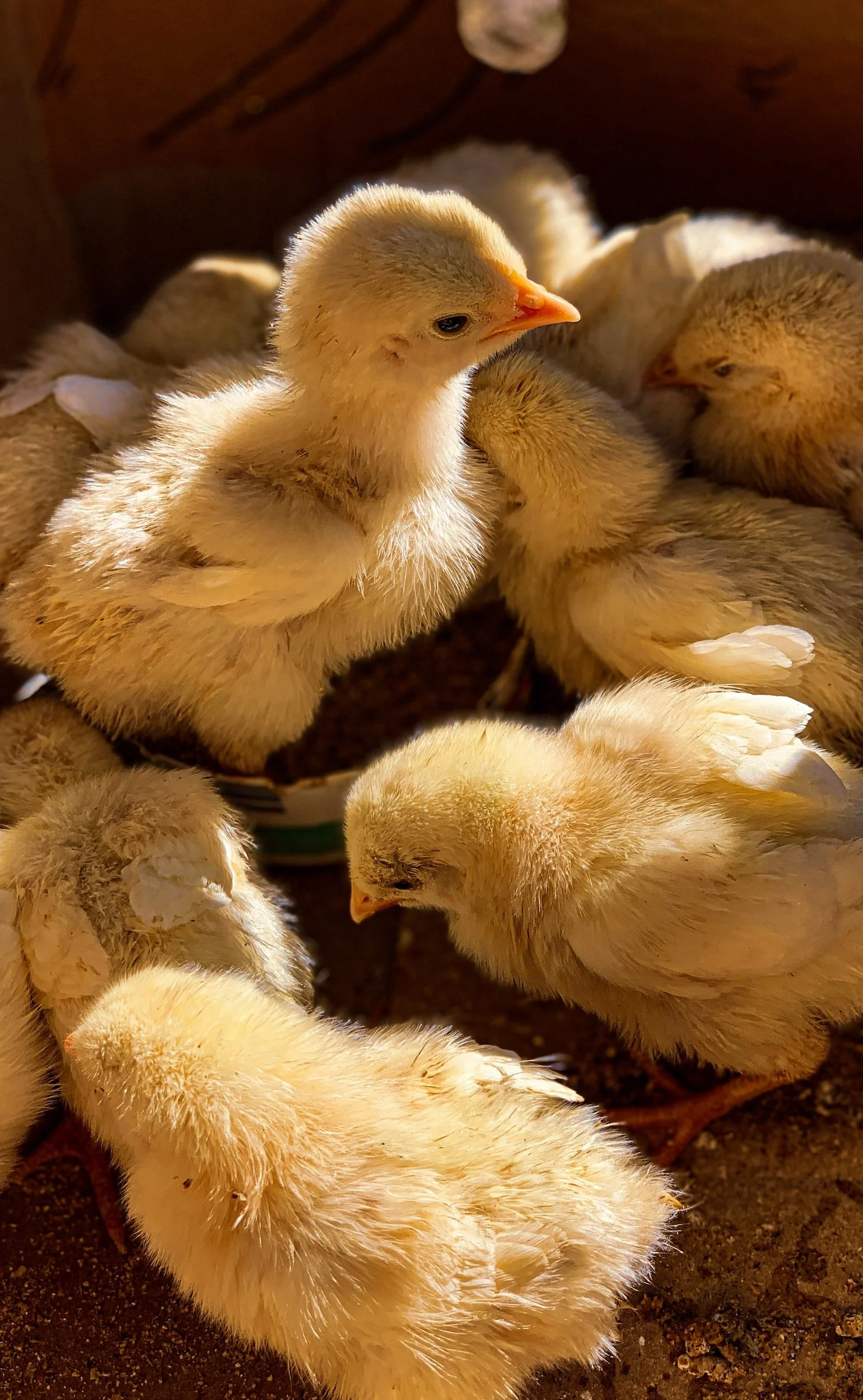 Open Markets Urges USDA to Ban Unfair Tournament Payment Schemes in the Poultry Industry