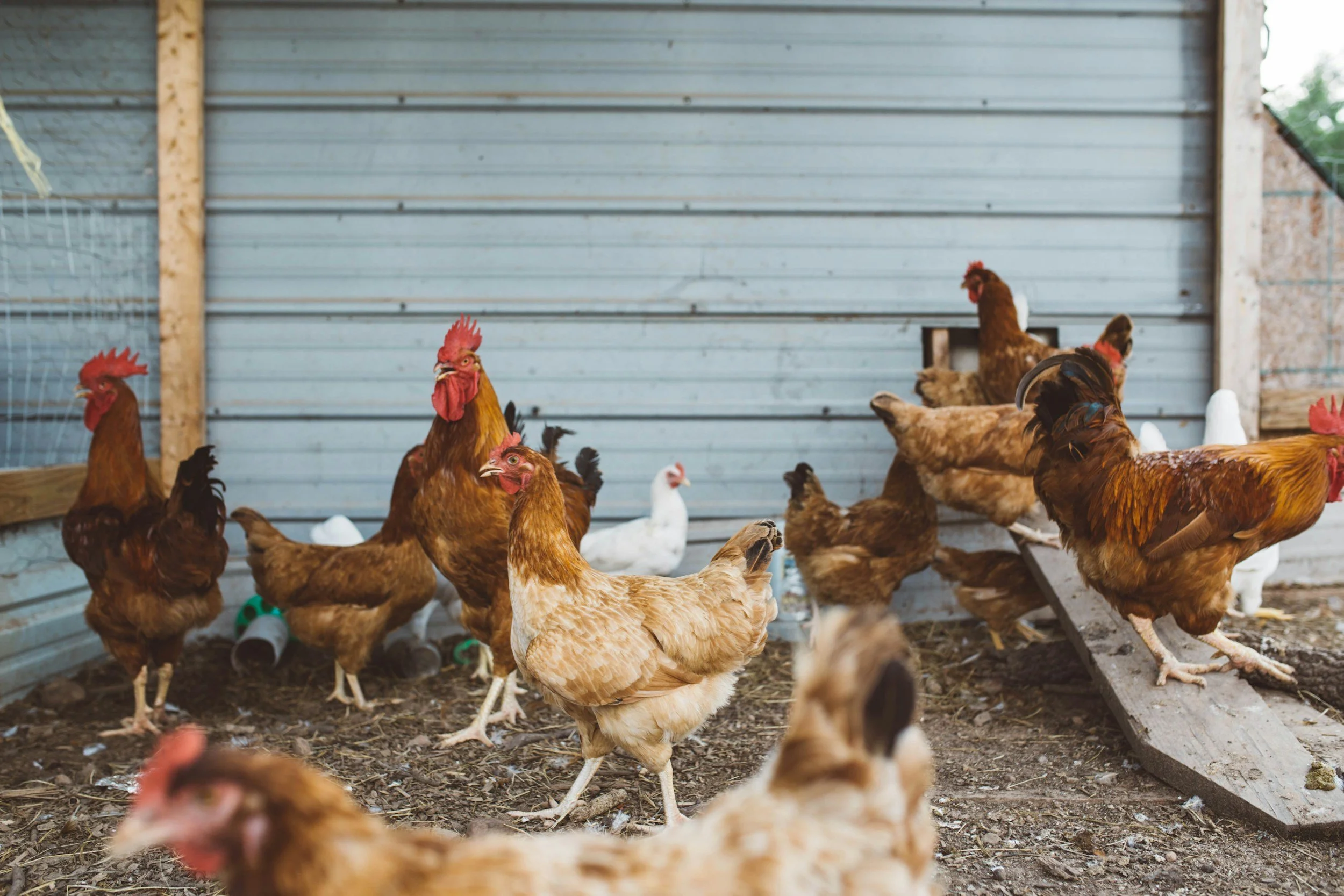 Open Markets Submits Comment to USDA on Strengthening Poultry Grower Payment Systems Rule  