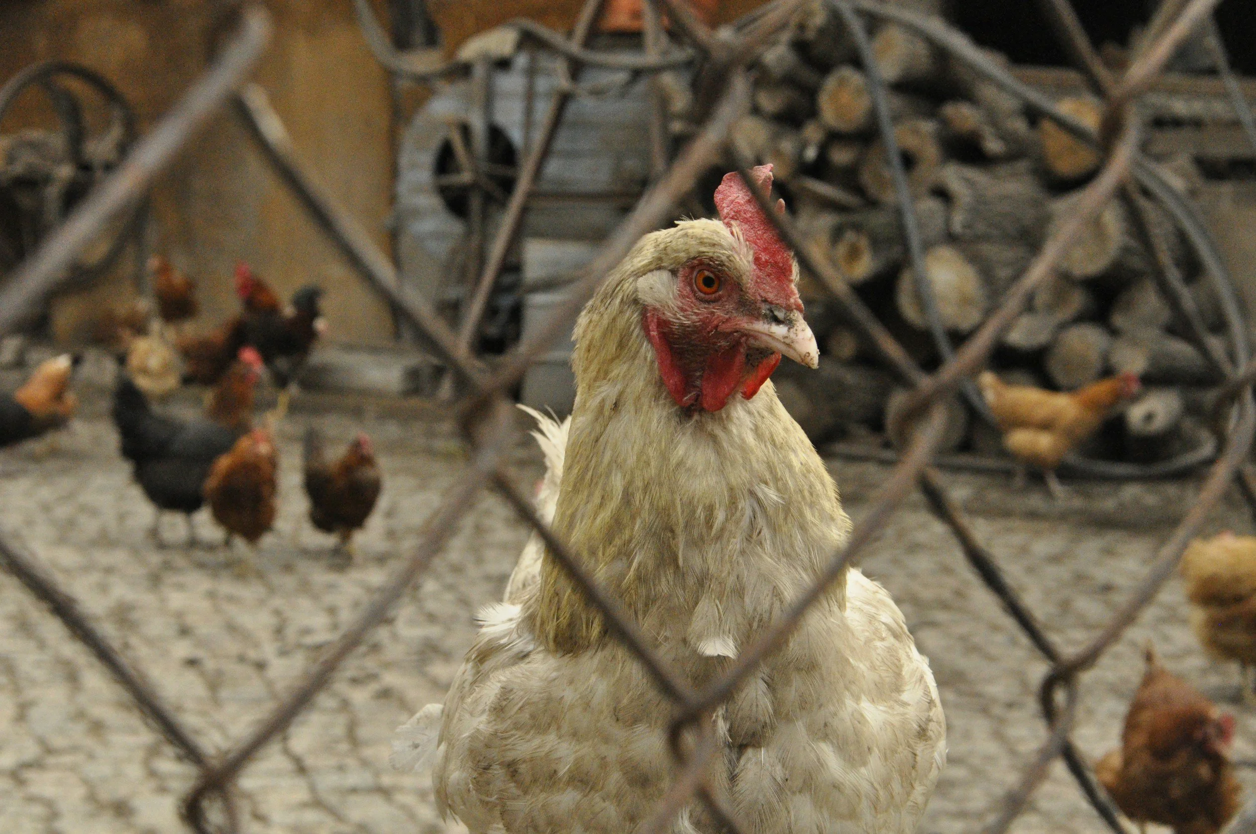 Open Markets Weights in on Final USDA Rule to Bring Greater Fairness to Poultry Farming and Unfair Practices Rule Withdrawal