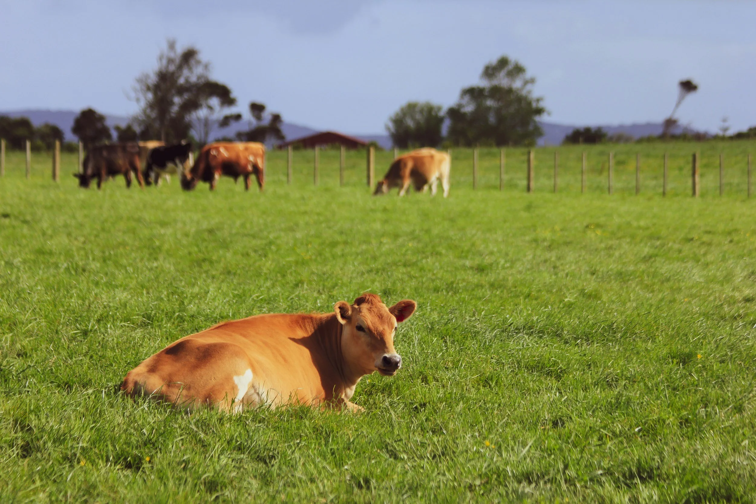 Open Markets Institute’s Comment to the Minnesota Department of Agriculture on the Socio-Economic Impact of Dairy Consolidation 