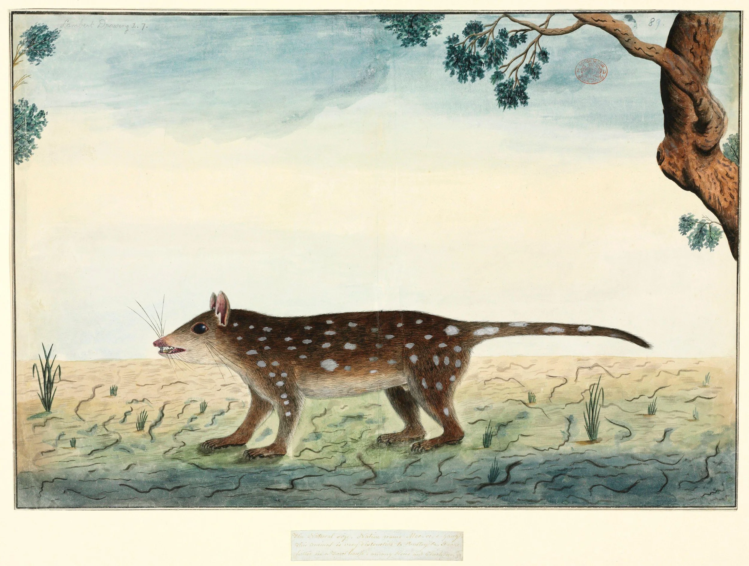 'Spotted quoll (Dasyurus Maculatus)' by convict artist Thomas Watling 1788