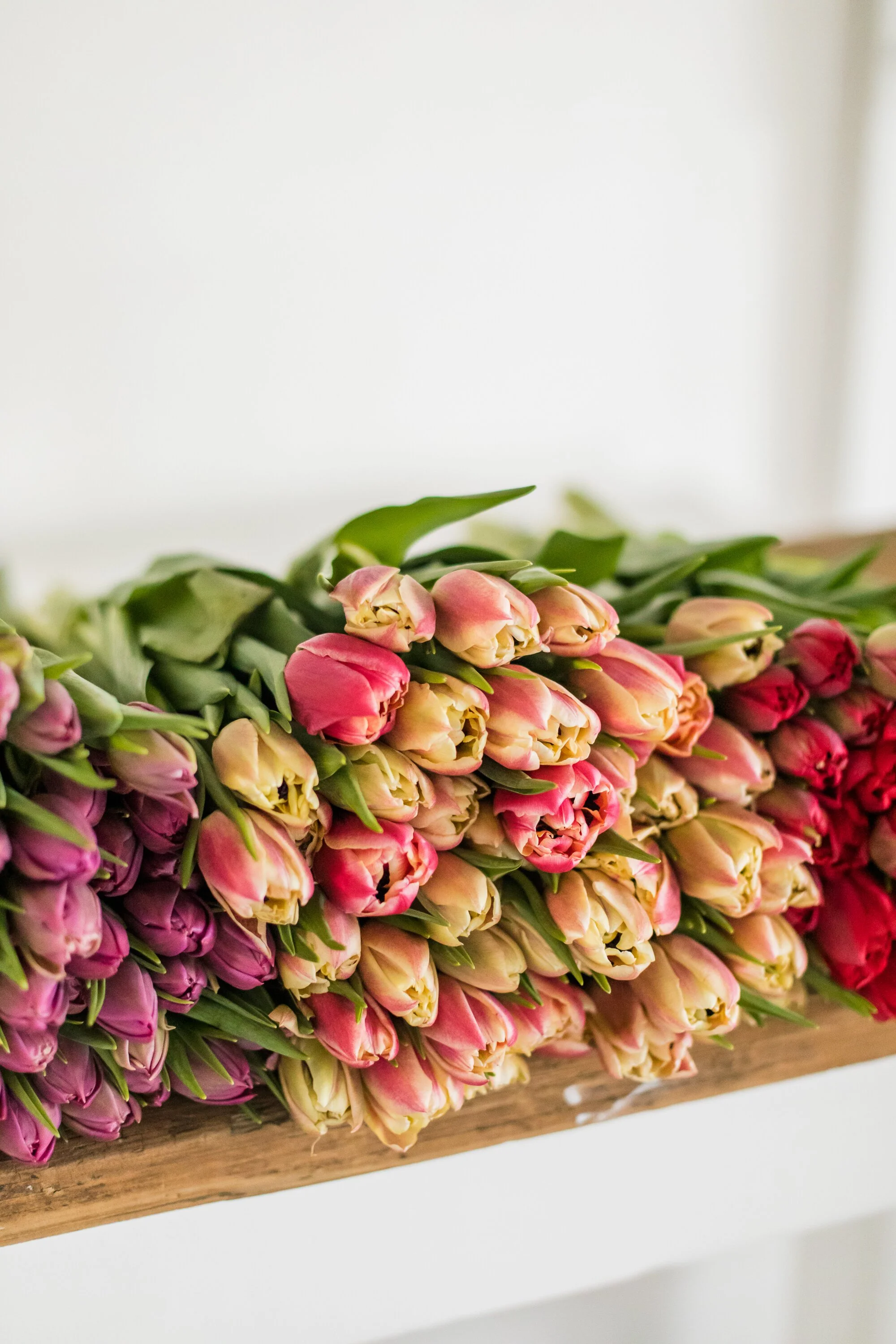 PBTS-March-Tulips-30.jpg