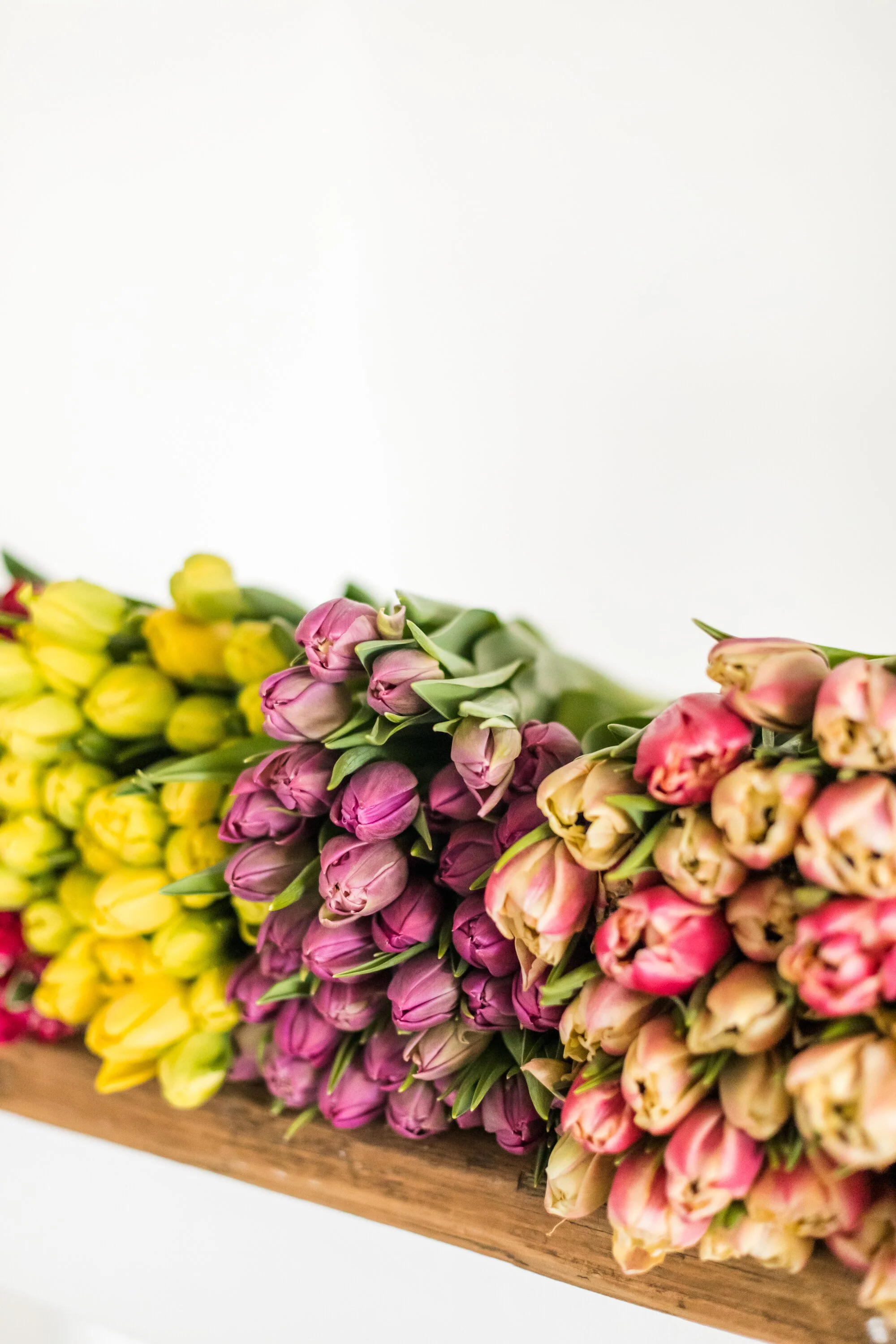 PBTS-March-Tulips-33.jpg