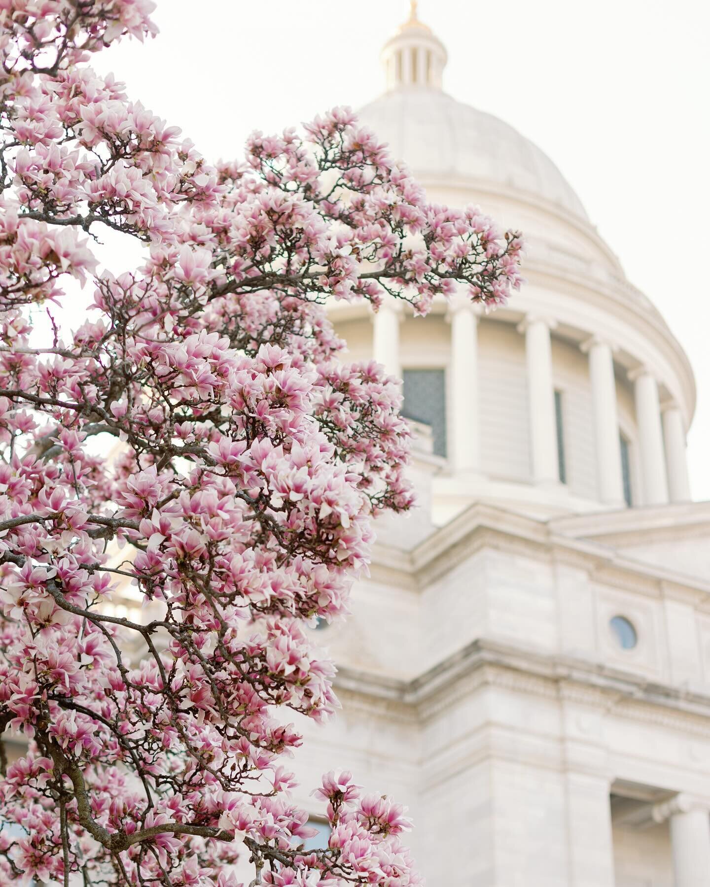 Spring is starting to spring 🌸
