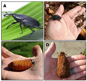 (c)_UCR_south_american_palm_weevil_collage_small.jpg