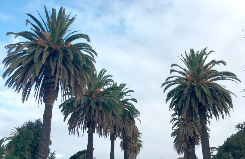 Canary-Island-Palms_Park.jpg