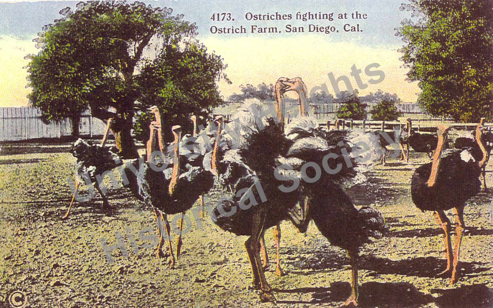 MCG Postcard-Ostrich Farm2-watermarked.jpg
