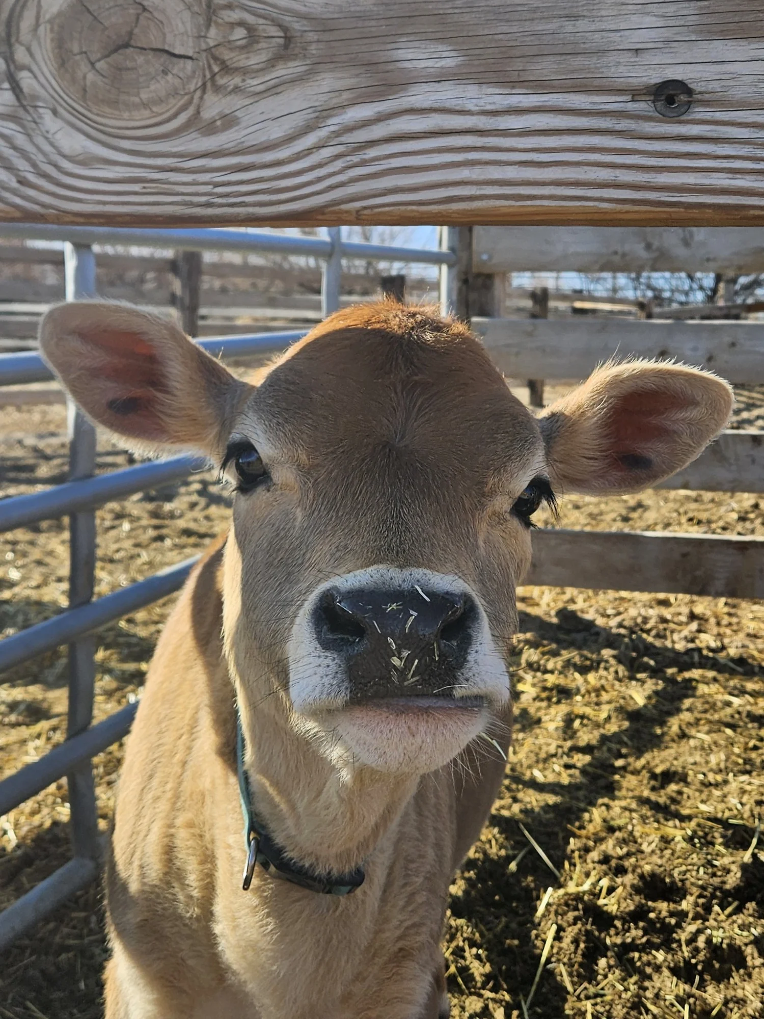 Services 1 — Branded A5 Ranch