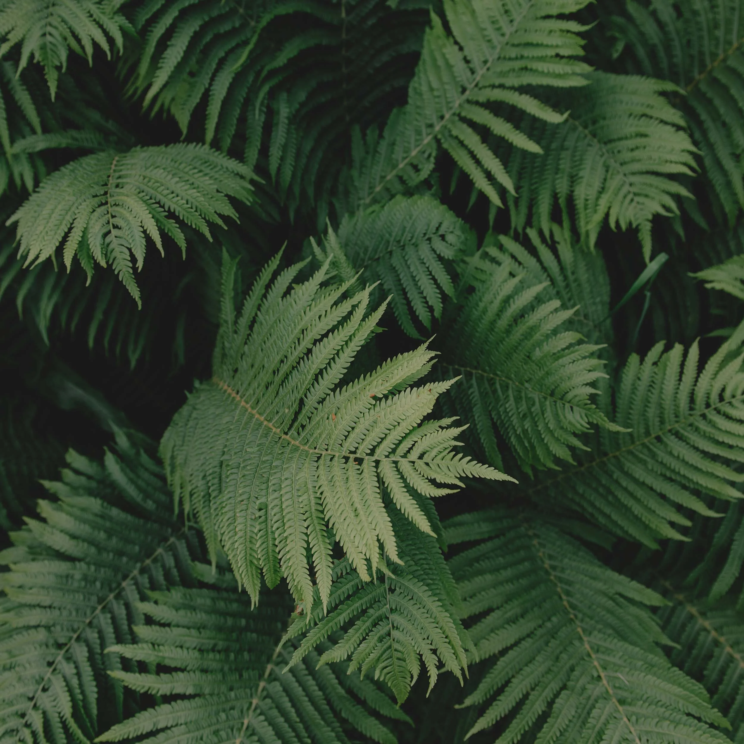 LW-fern-bg.jpg