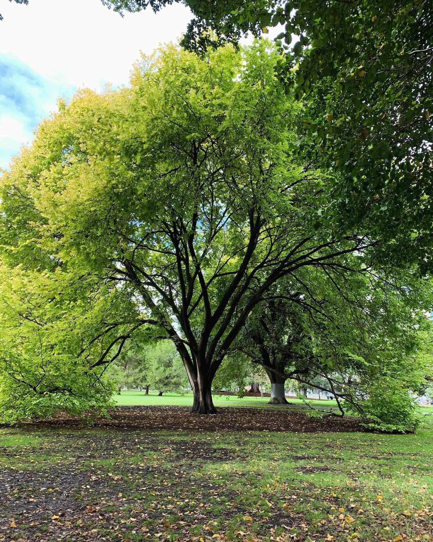 &ldquo;All the trees in the world are journeying somewhere. Perpetual pilgrimage. Remember, when we were on our way here, to this city, the trees traveling past the windows of our railroad car?&rdquo; From &lsquo;Gods&rsquo; by Vladimir Nabokov 🌳 🌳