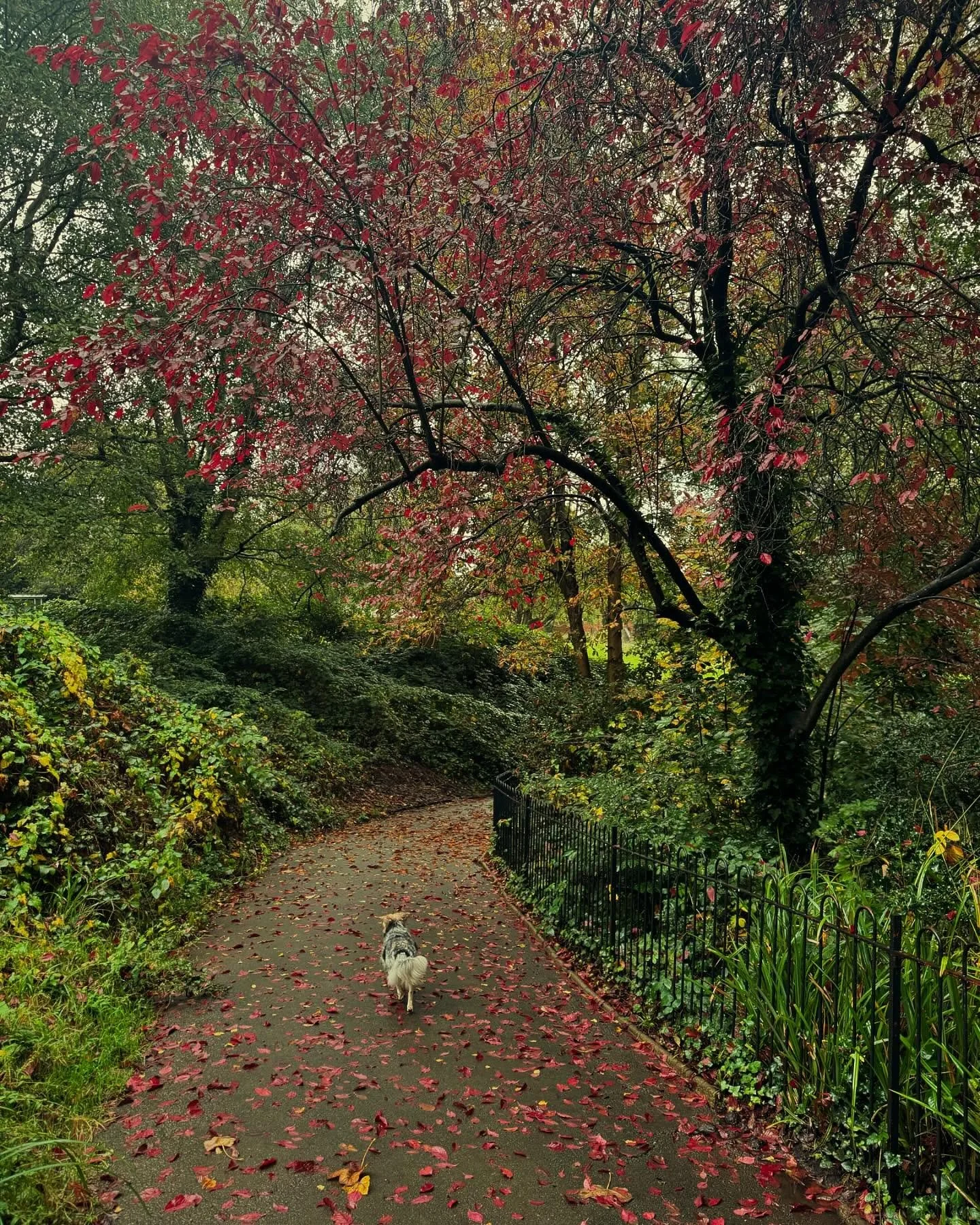 Things of beauty lately &hearts;️
1. The colours of the trees in Waterlow Park in autumn 😍❤️&zwj;🔥🧡 The trees are my teachers 🙏🏻

2. My new coat from @unreal_fur 🖤 tres romantique. 
(My gold locket and earrings in pic 5 are by @jessicadelotz 🤍