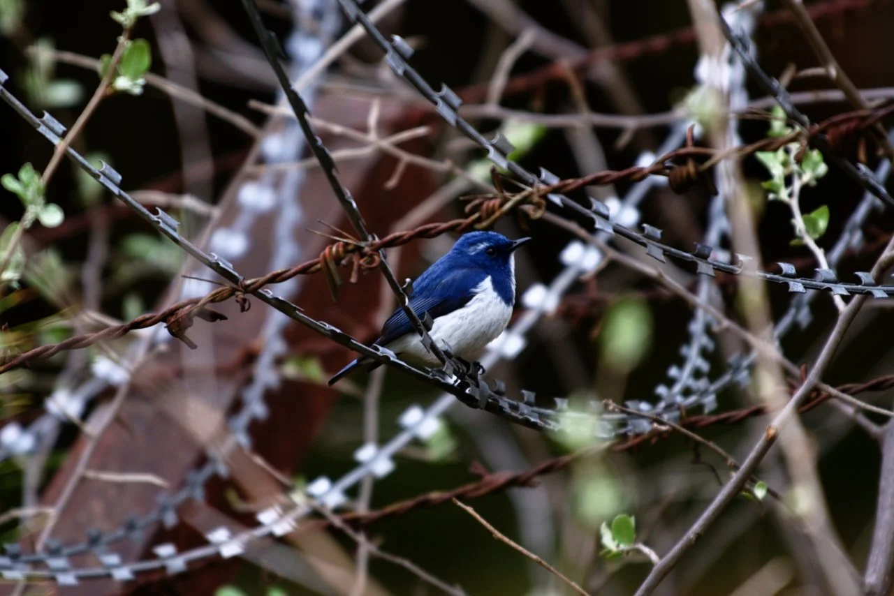 DSC_2792.jpeg