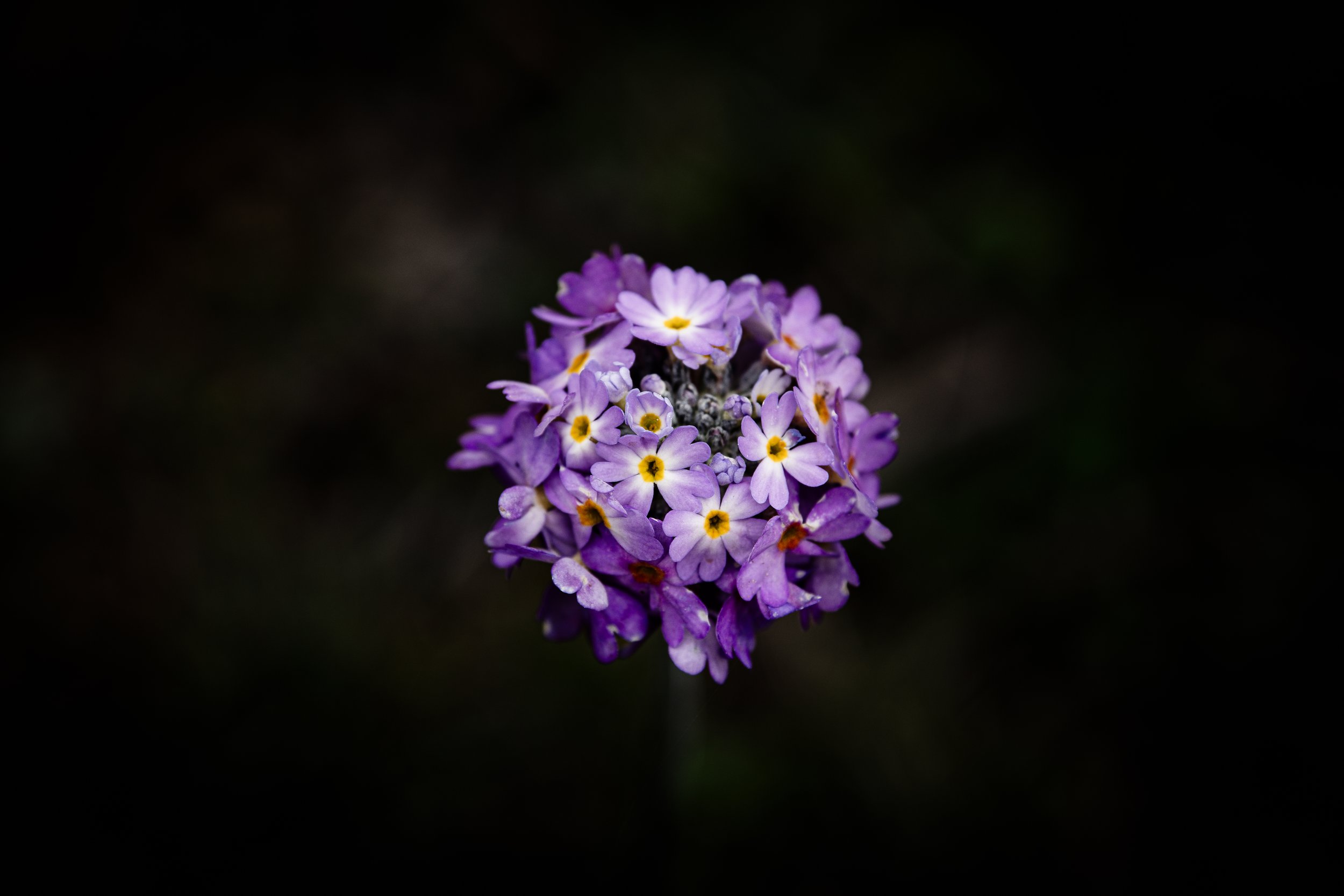 DSC_3277.jpg