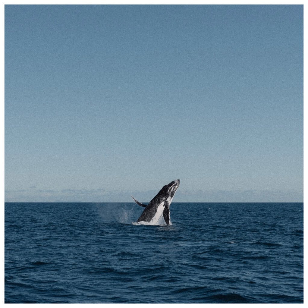 Unreal scenes yesterday witnessing a Humpback breaching in the Hauraki Gulf. Swipe right to see how stoked the crew aboard Fyssher were 👍👍👍