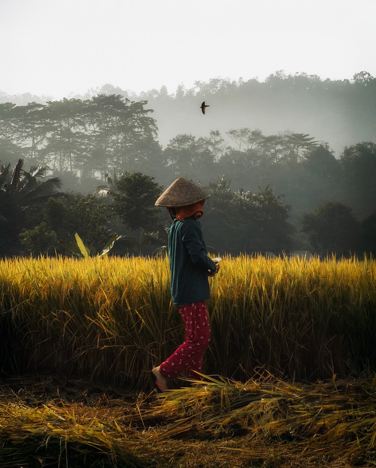 Last week, I explored Bali&rsquo;s countryside at sunrise with the new OPPO Find X8 Pro 📸 The light, the misty rice terraces, it was incredible. Yes all these photos were shot on this phone! 🤯

Using this phone as my main camera during the trip, I 