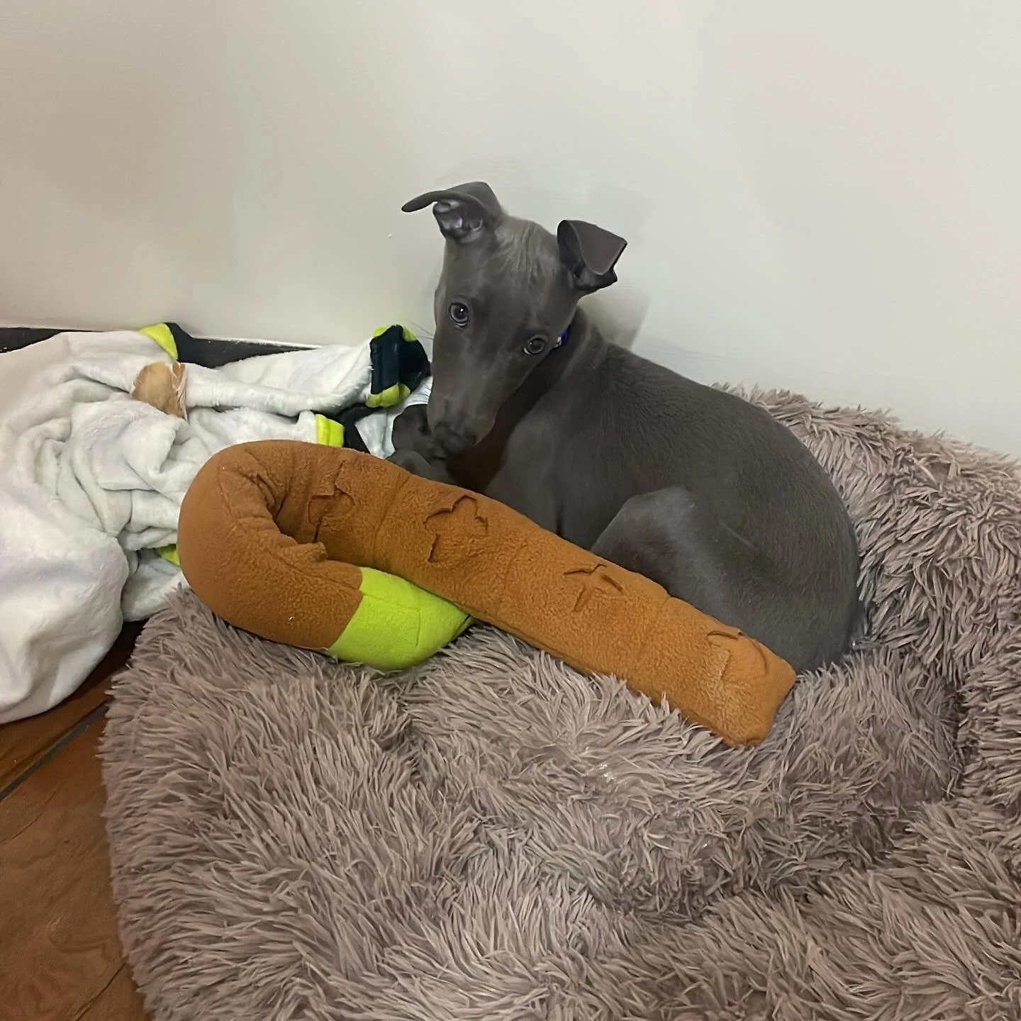 Welcoming our newest member to the S&amp;Tx team&hellip; meet Lando! (If you know you know 🧡) 
 
I know puppies are super exciting but we&rsquo;re trying to train him to know his place (his bed) and stay calm in the salon, feel free to have a little