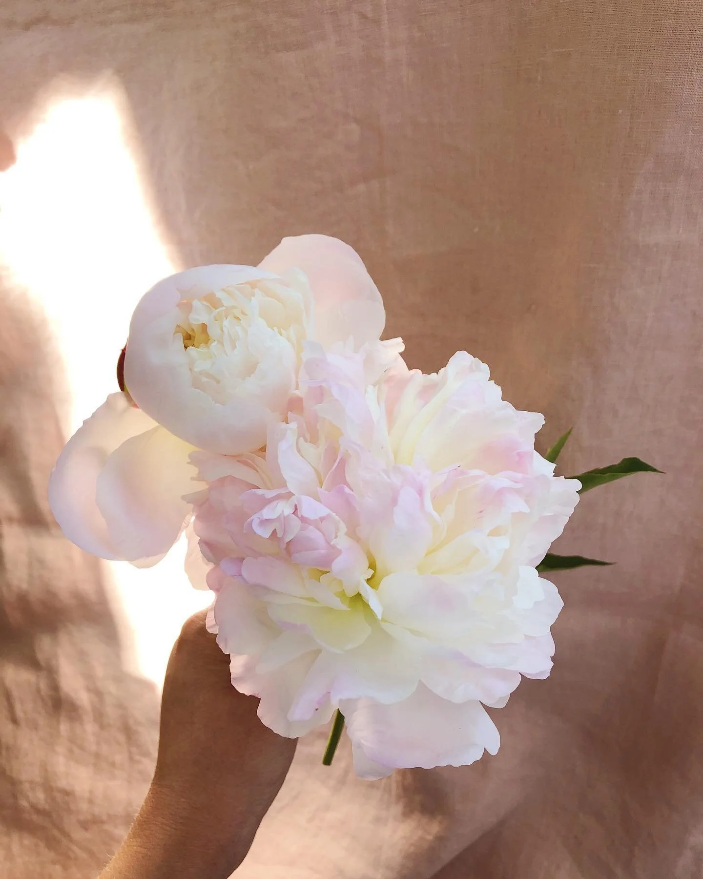 Floral relief from a couple of peonies I found the other week growing at the back of the bush after I thought they&rsquo;d all gone