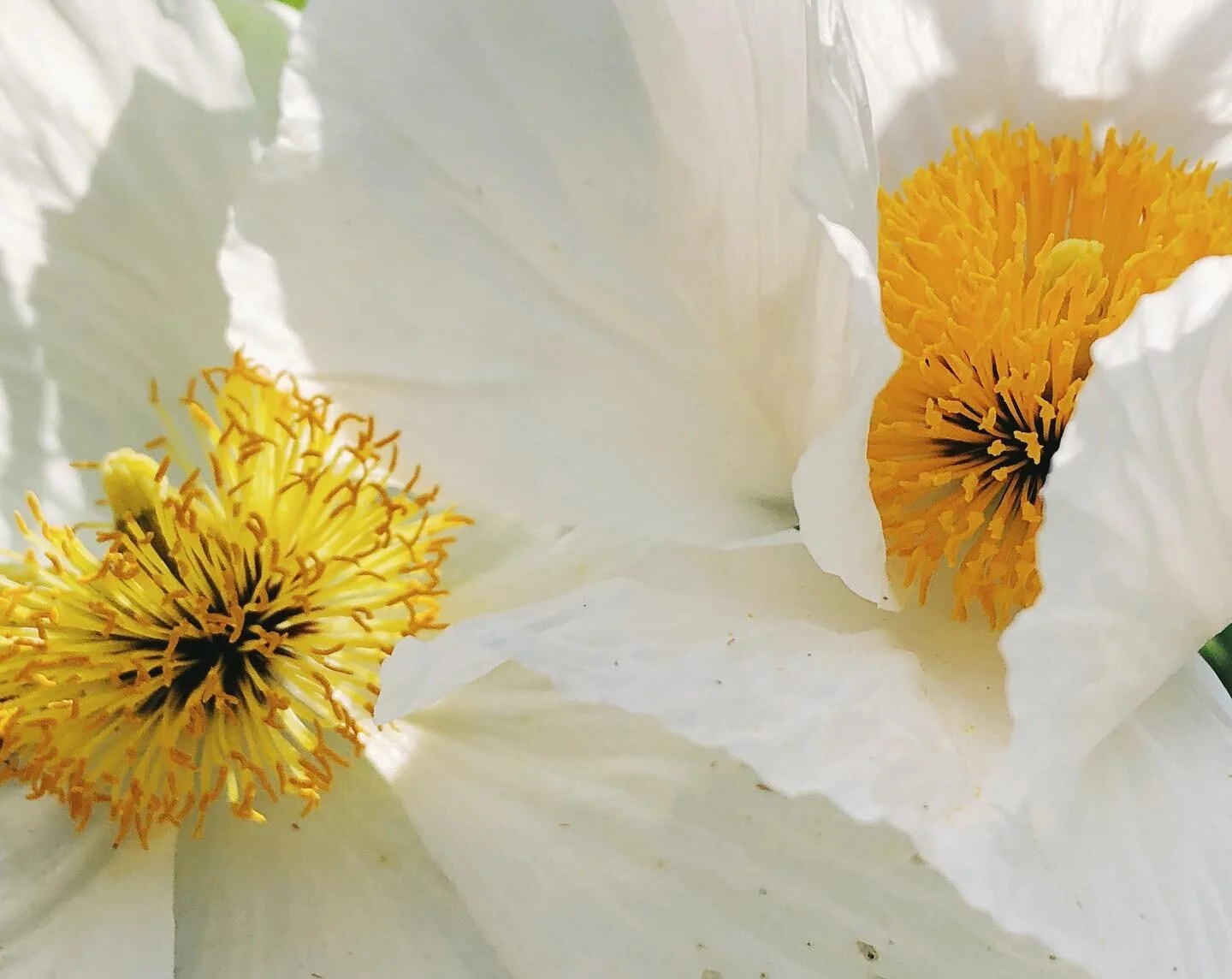 First fried eggs of the year #californiatreepoppy