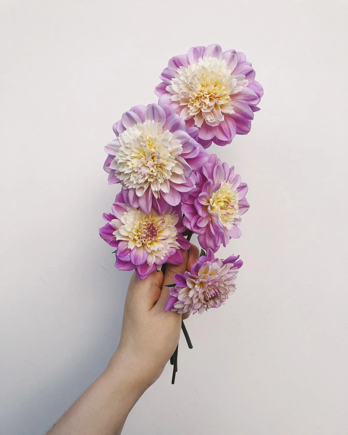 New guys I&rsquo;ve grown this year that look like fluffy rosettes - &ldquo;dahlia - take off&rdquo;