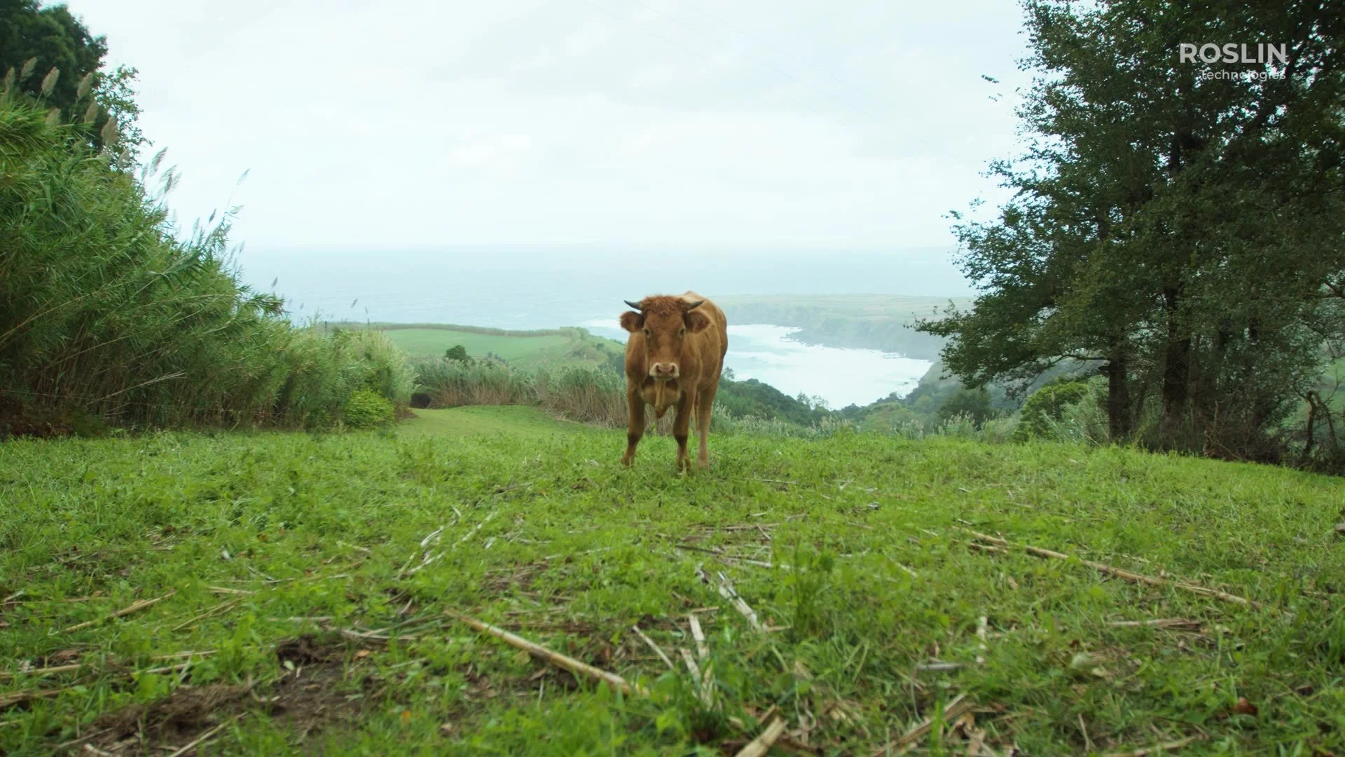 Roslintech Fundraiser