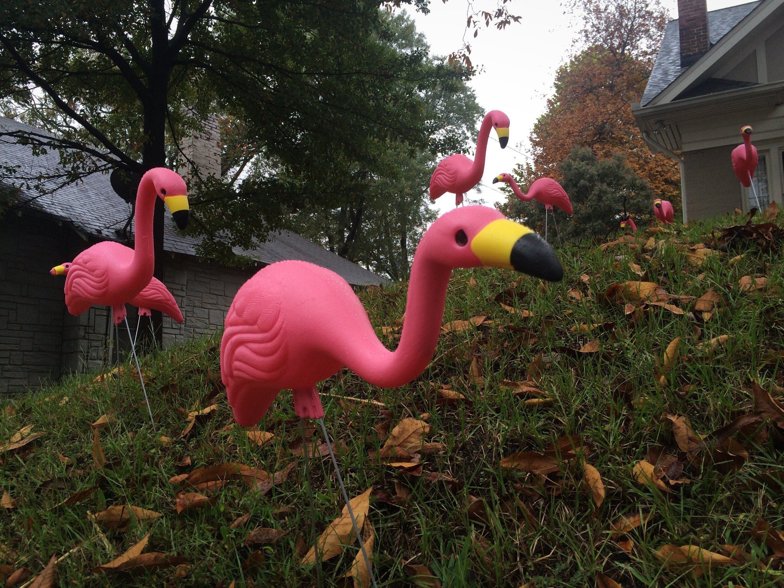 Flamingo.jpeg