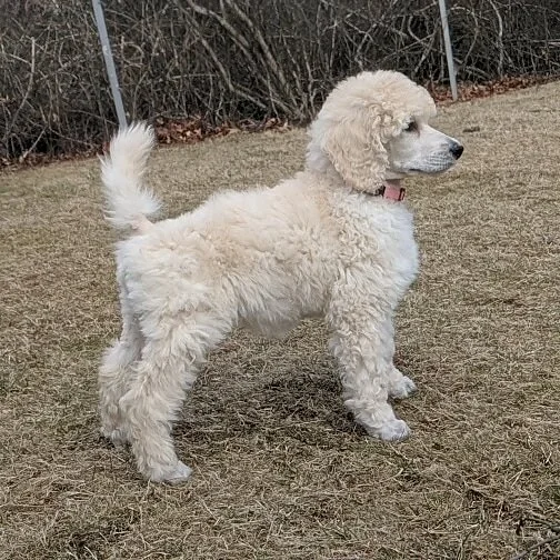 poodle potty training