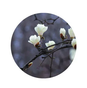 White Magnolia Flowers on Tree