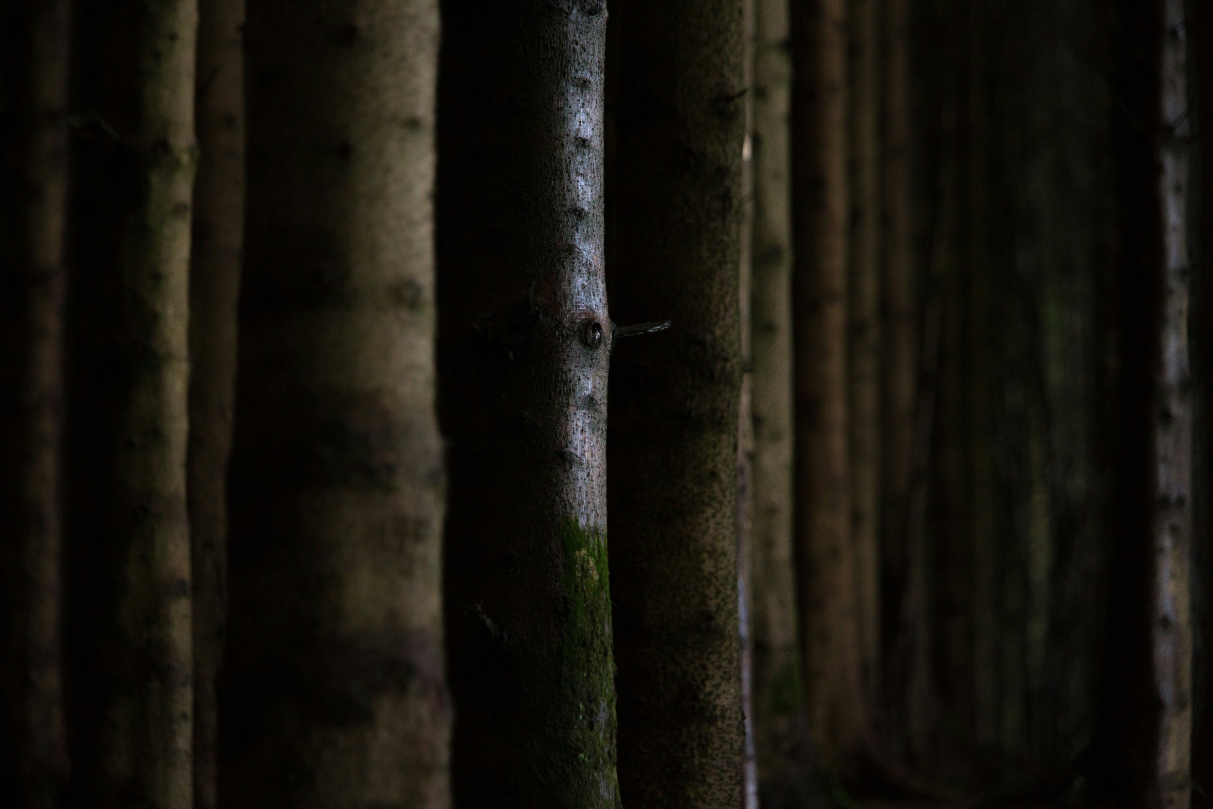 On Monoculture