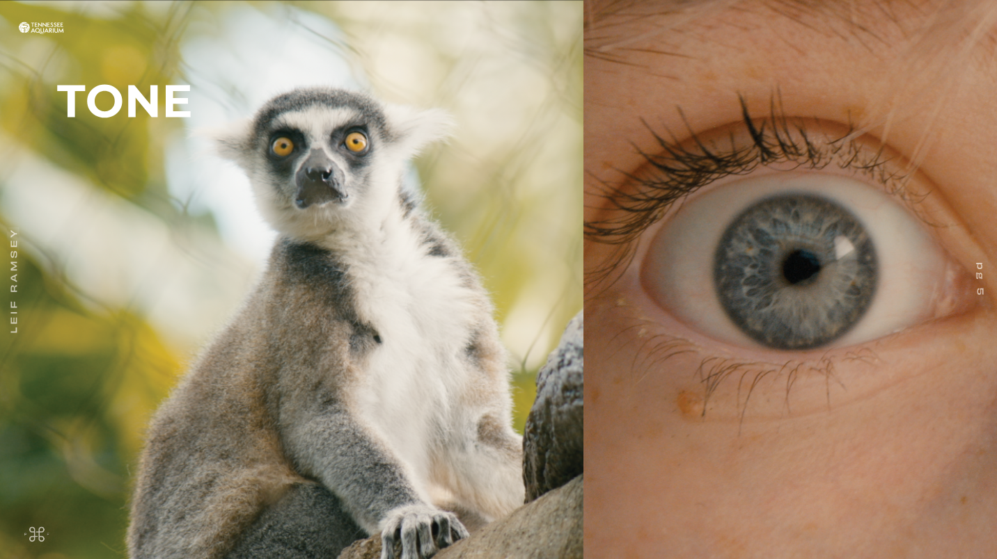 Tone slide from Leif Ramsey's directors treatment for the Tennessee Aquarium's 2025 TV spots.