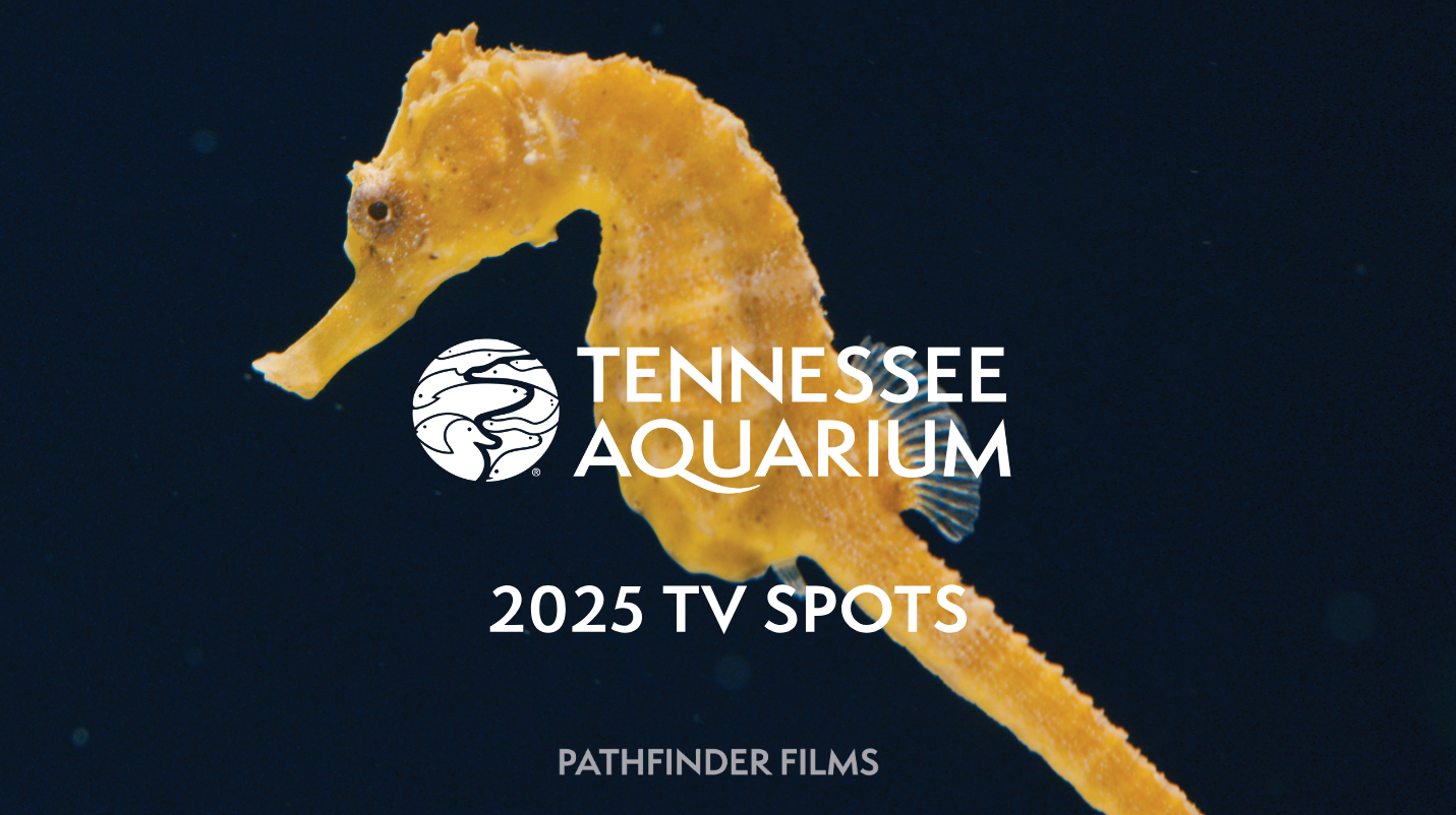 Leif Ramsey's directors treatment for the Tennessee Aquarium's 2025 TV spots.
