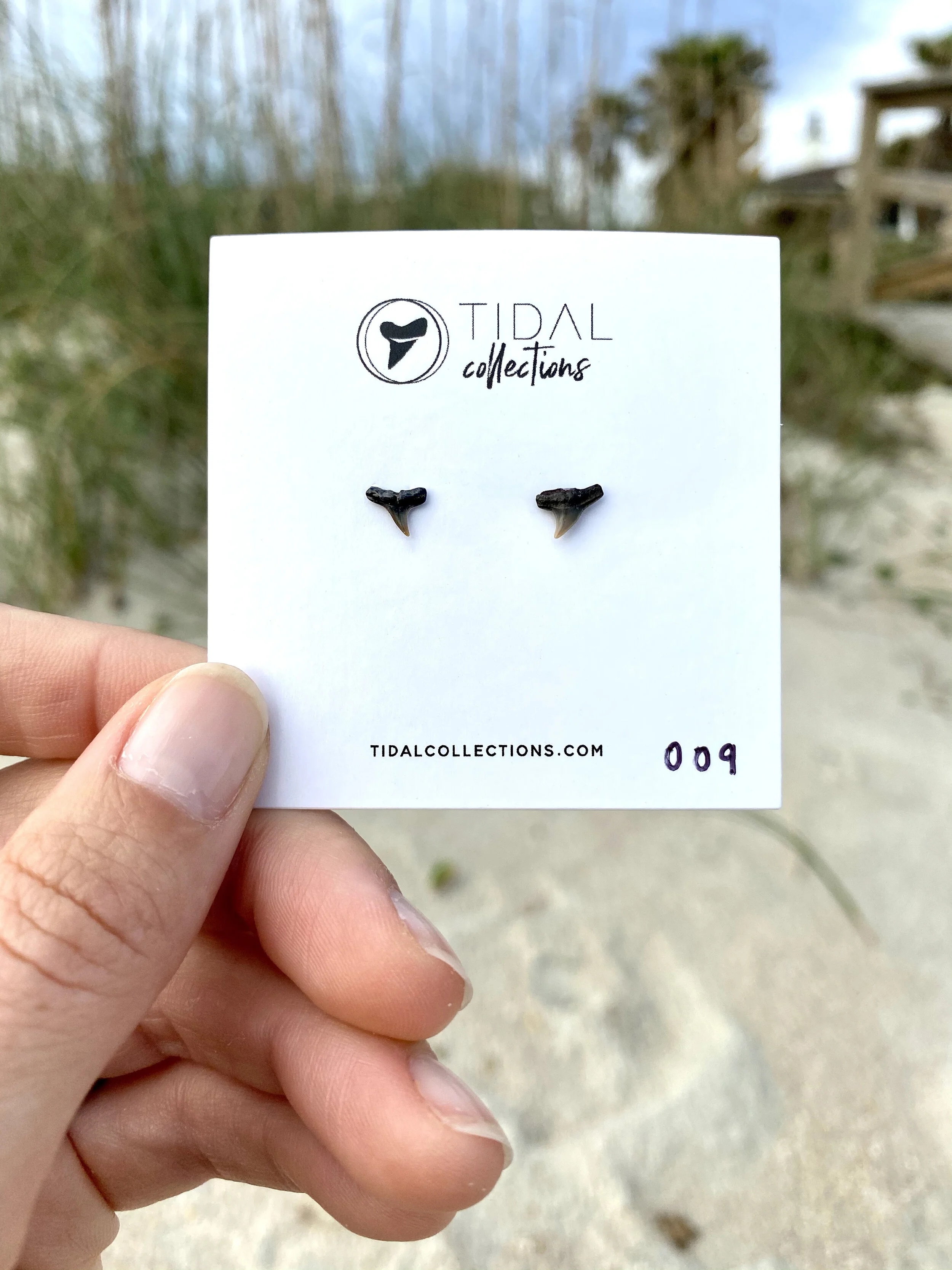 Shark Tooth Earrings #009