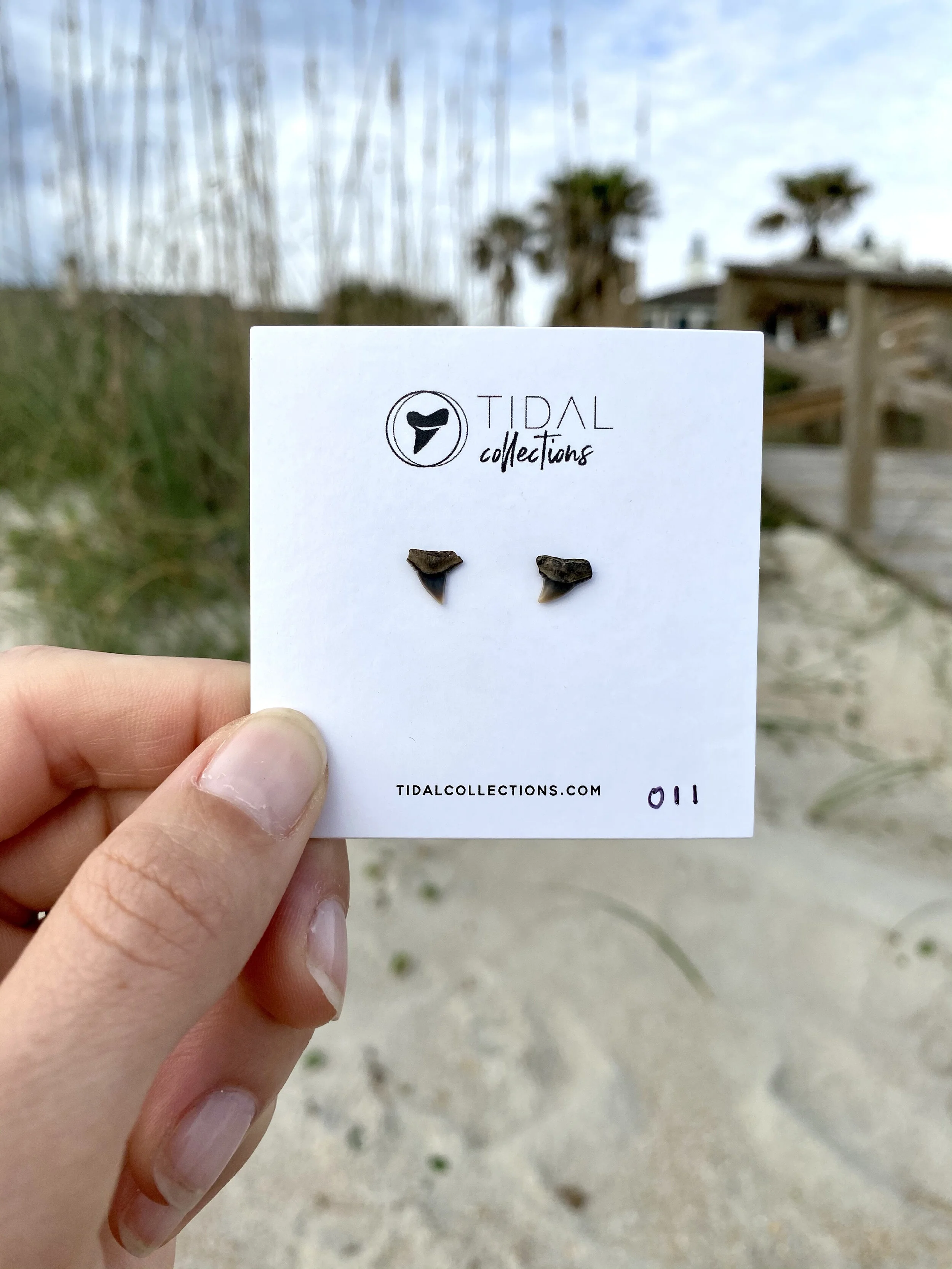 Shark Tooth Earrings #011