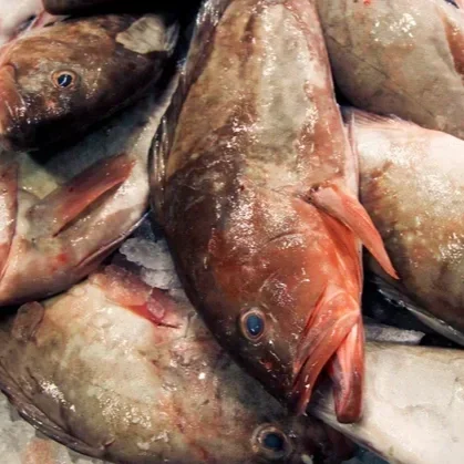 ShortHand: Fish Fraud