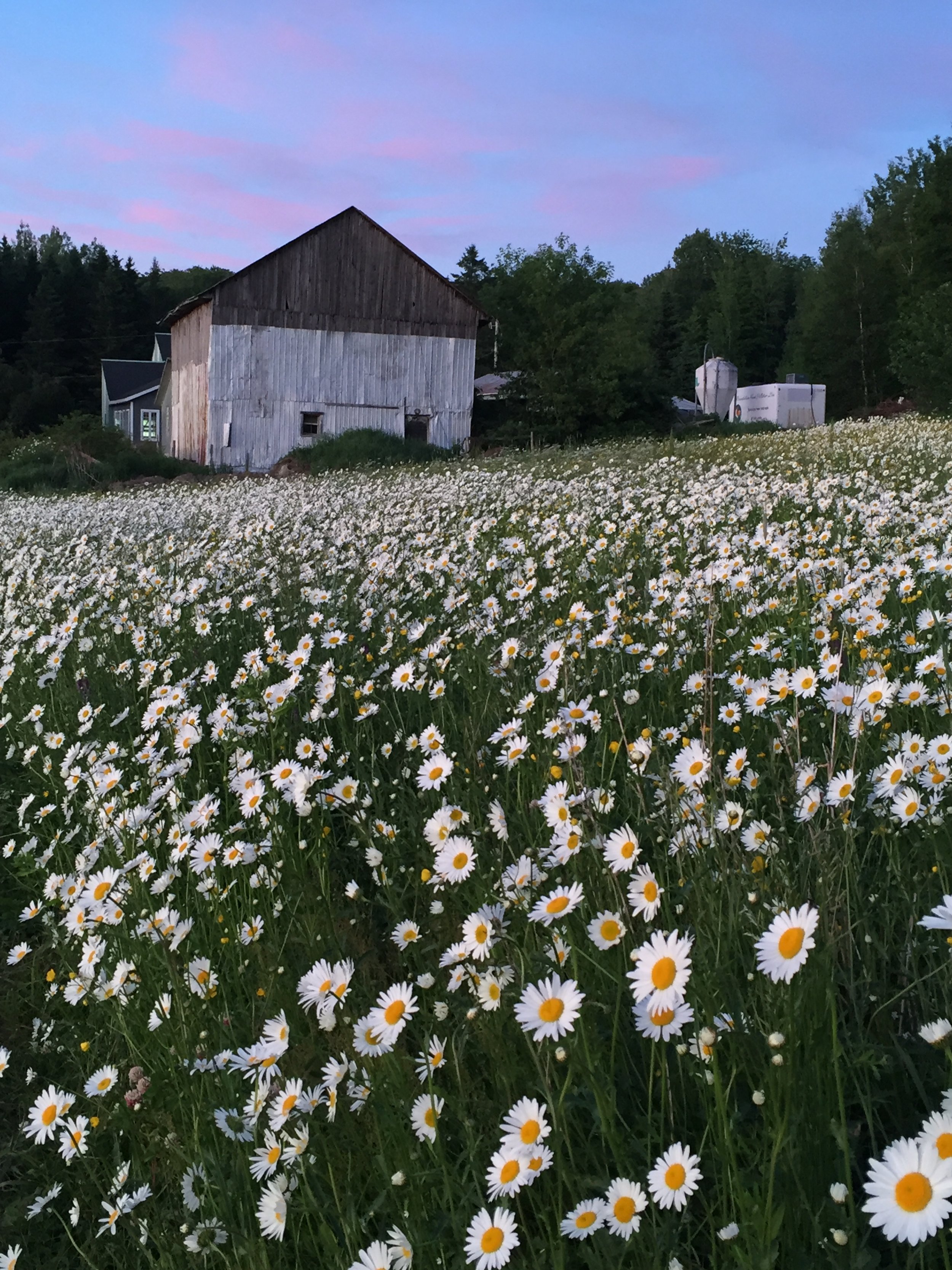 terrasse du Grand Marché de St-Georges