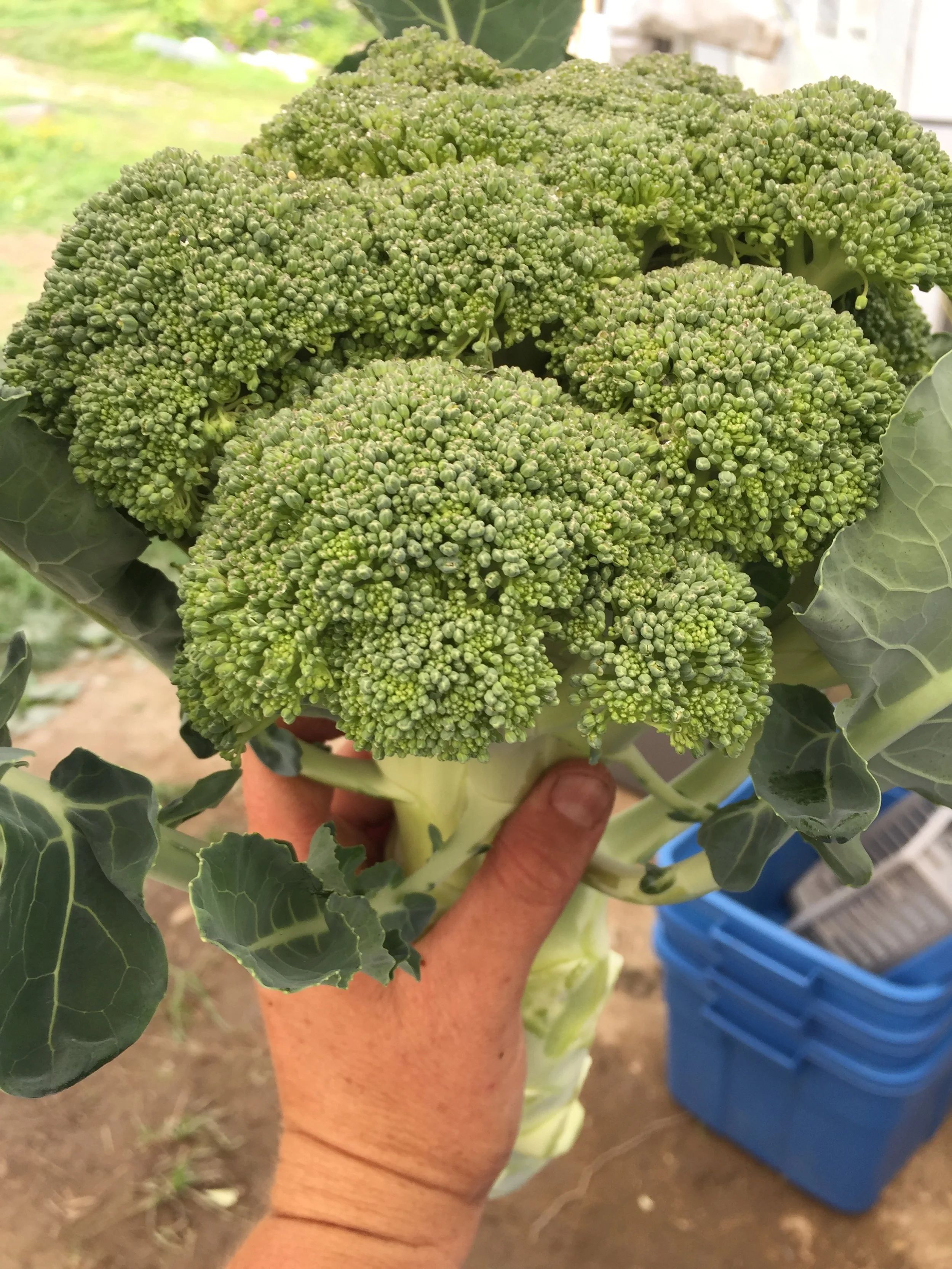 marché public St-Romain