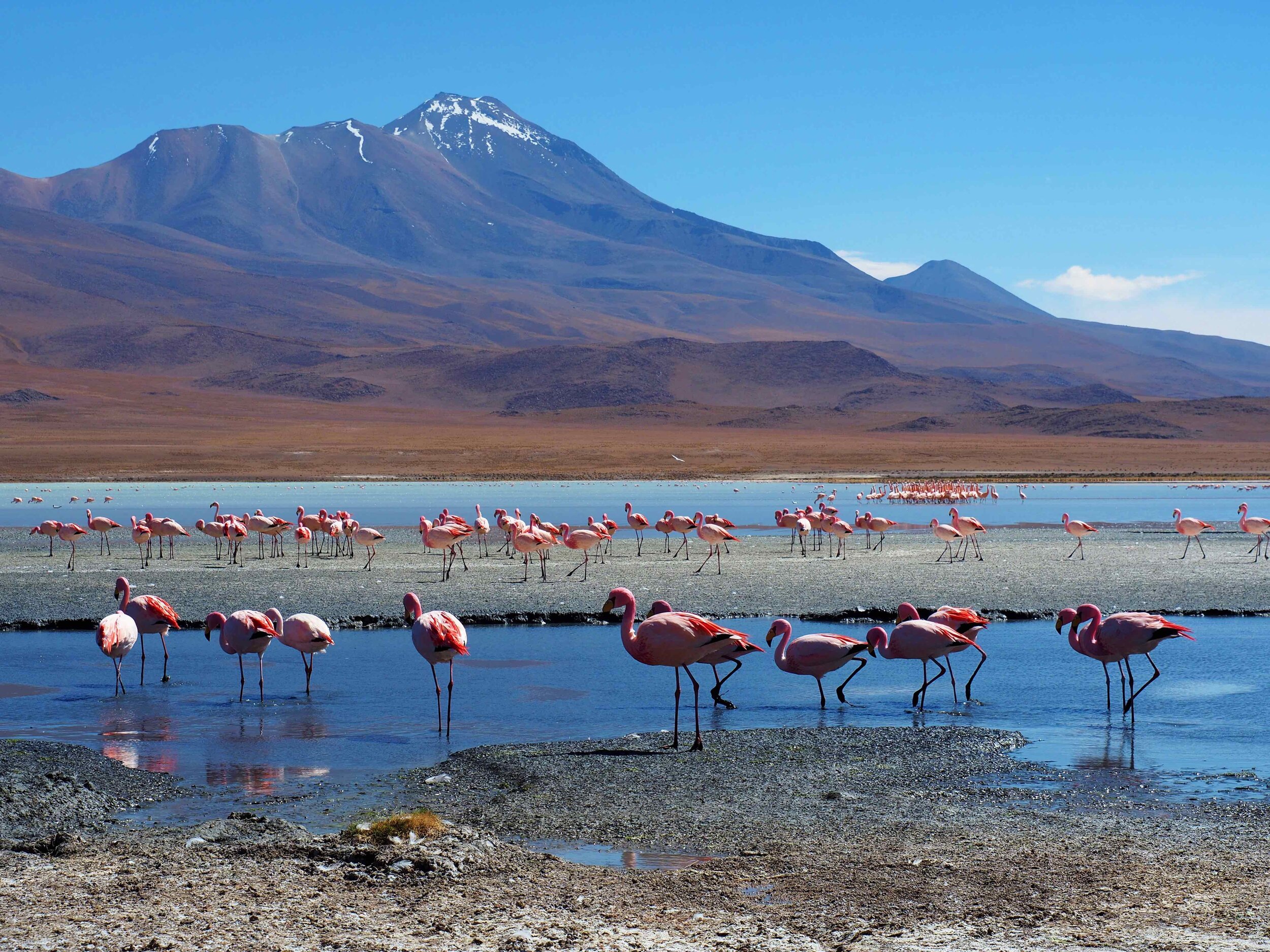 flament-rose-bolivie.jpeg