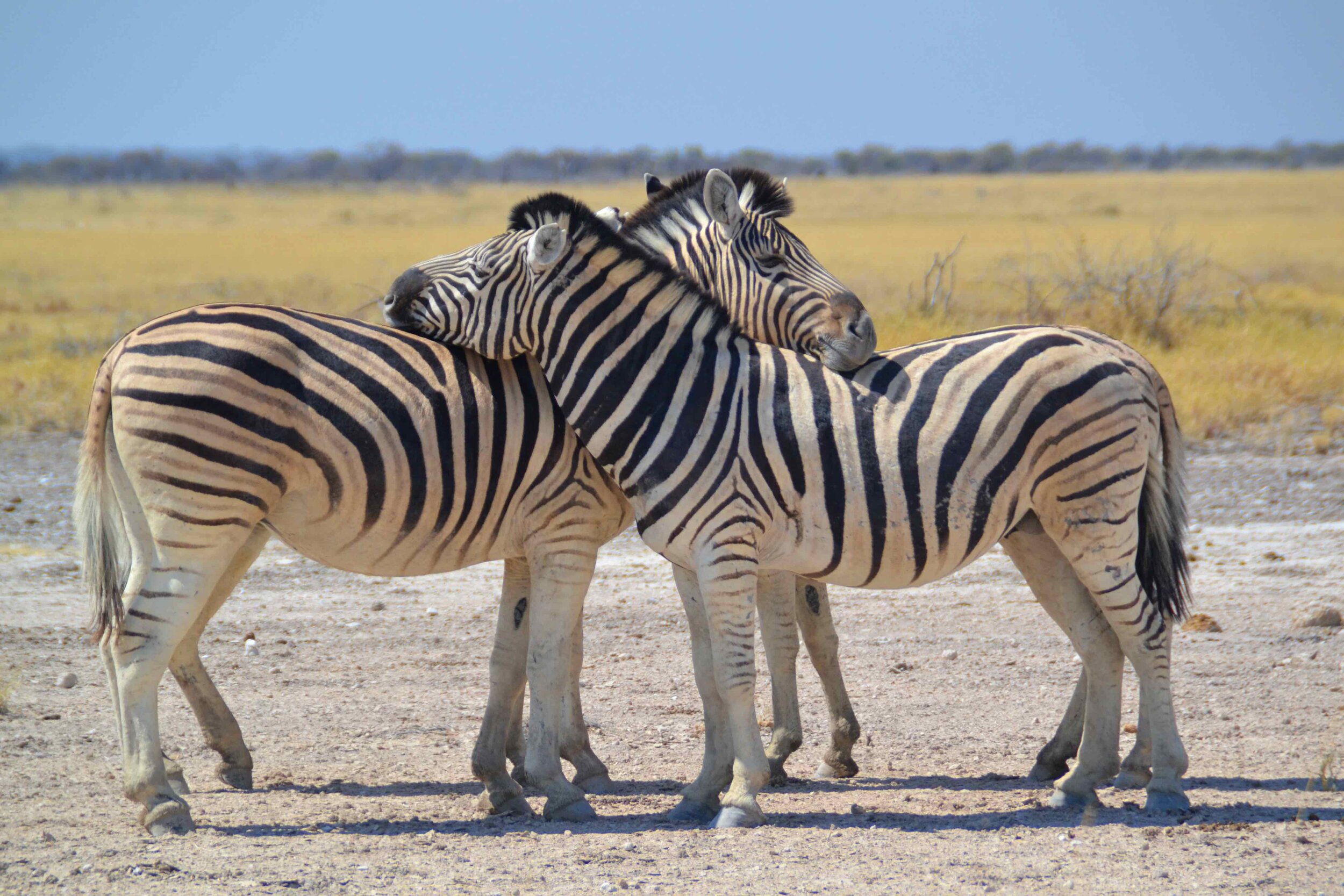 safari-namibie-zebre.jpeg