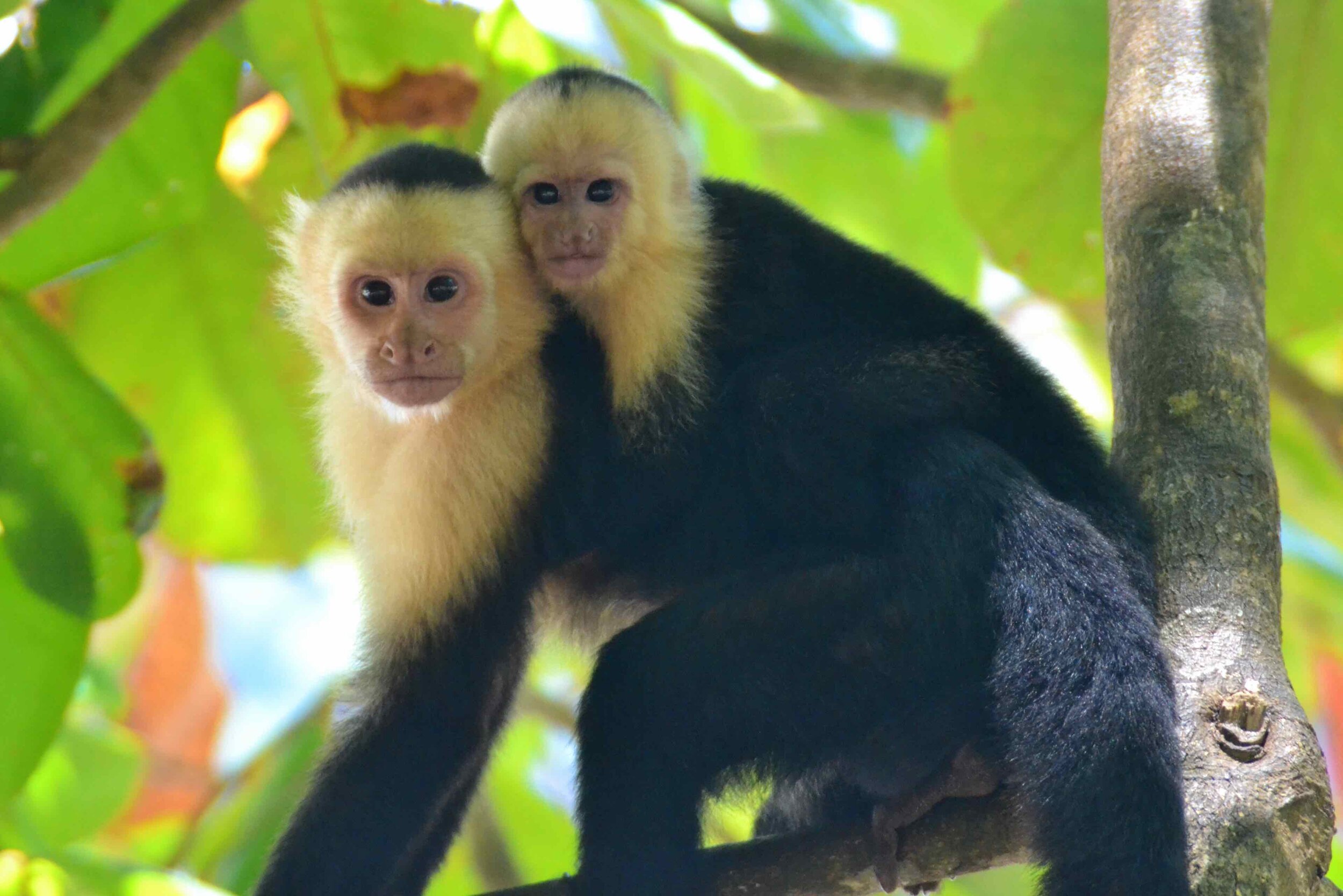 singe-costa-rica.jpeg