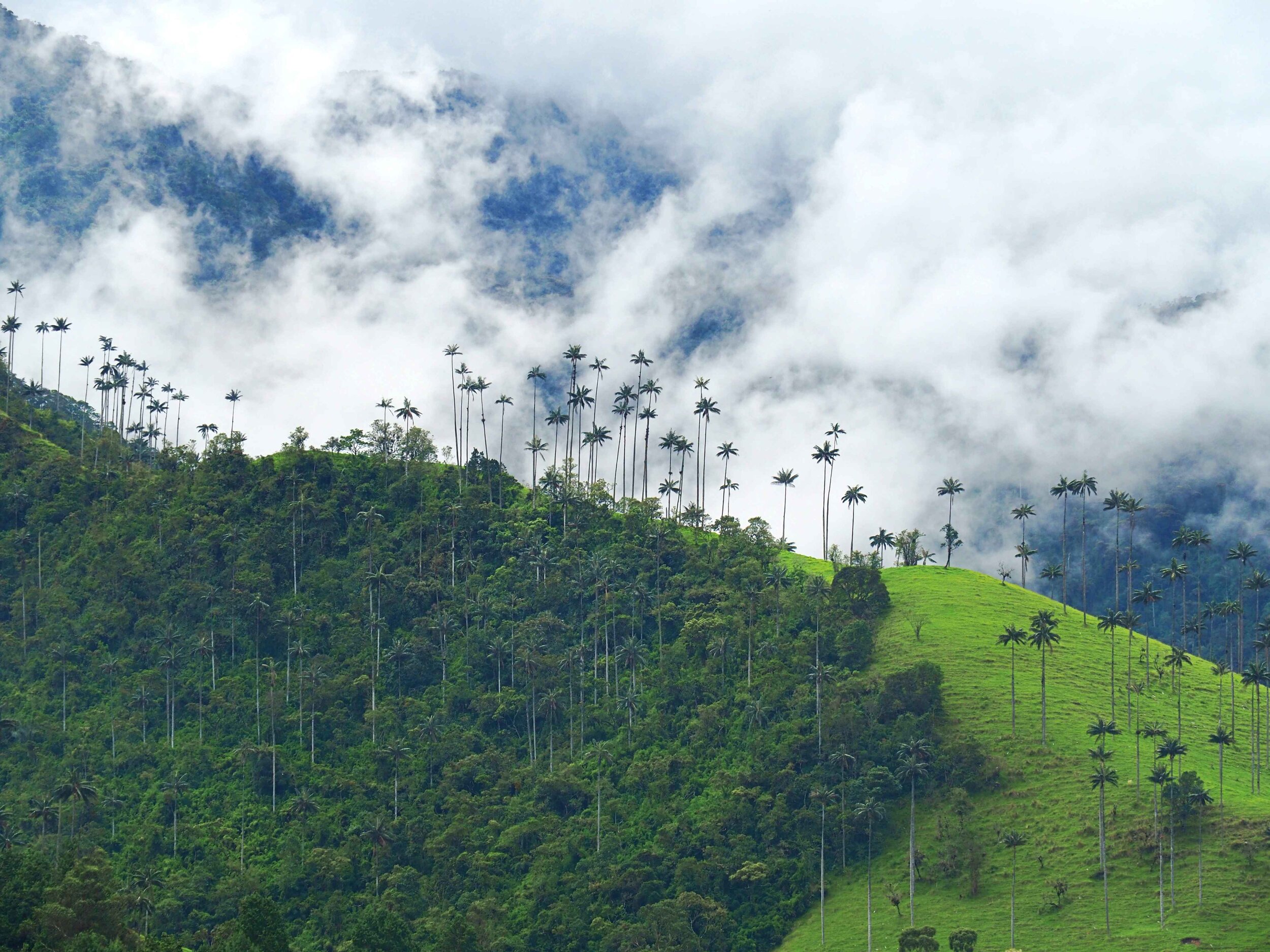 Vallée de la cocora - Colombie