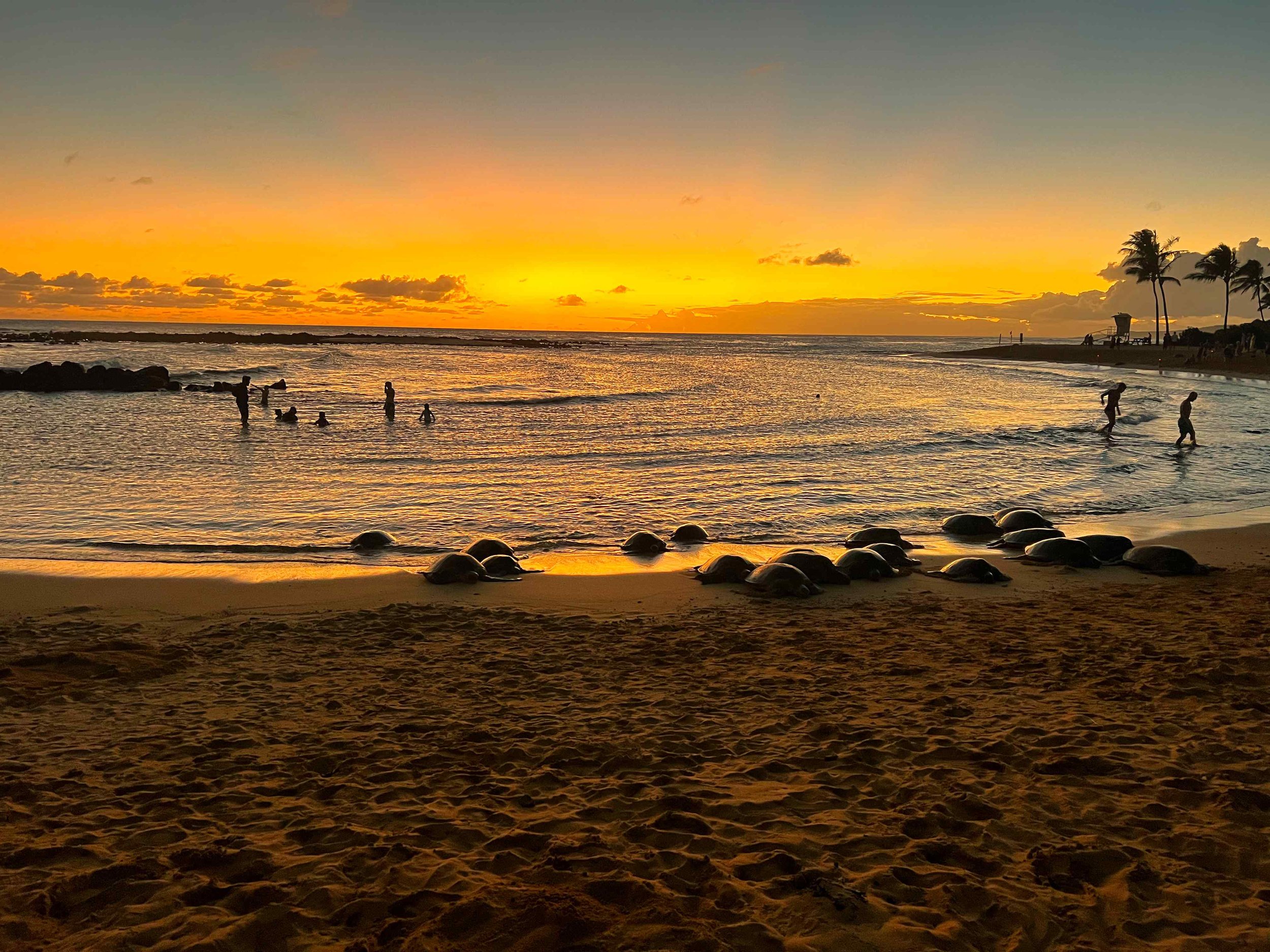 Hawaii-tortues-popui-beach.jpeg