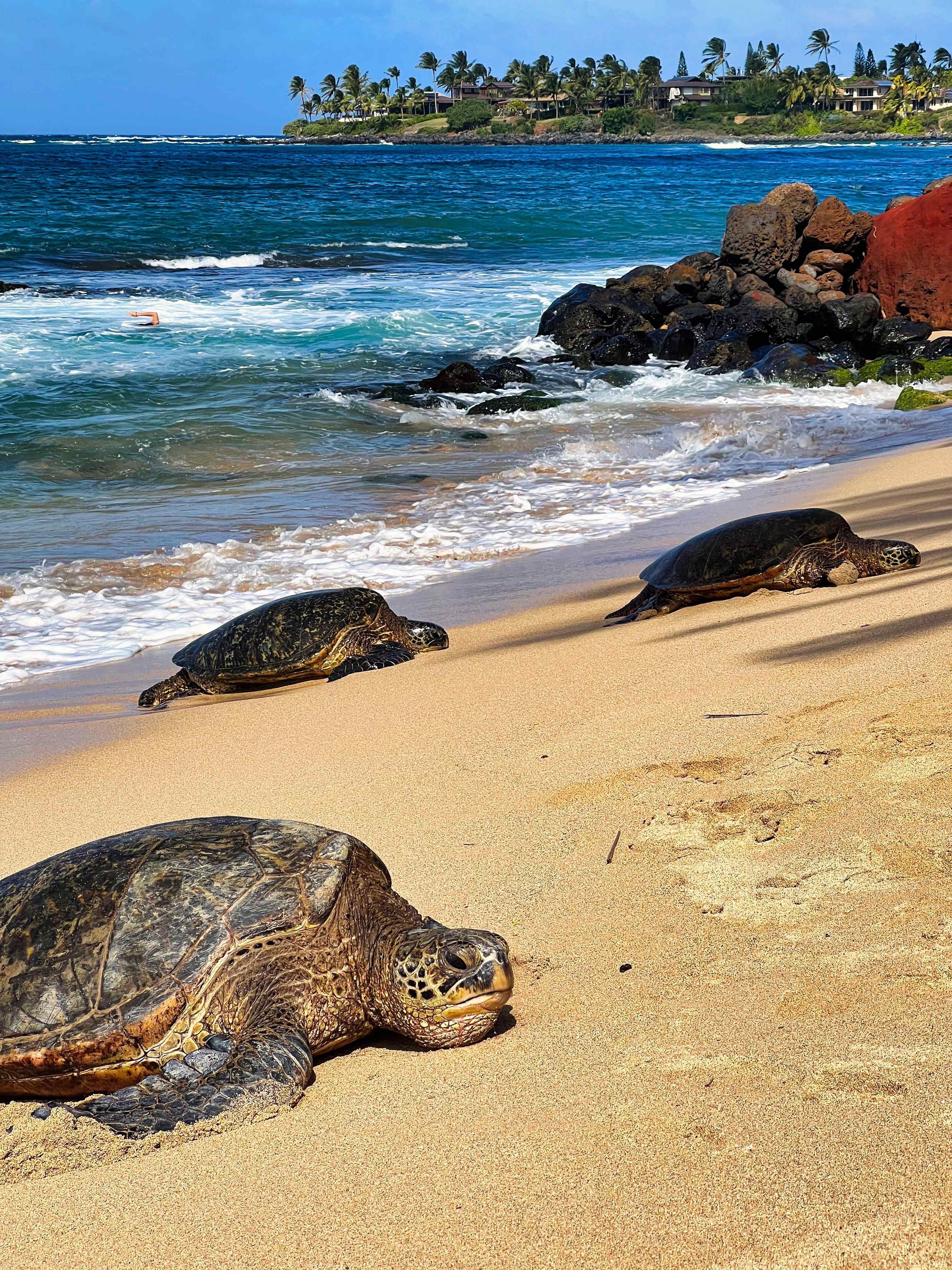 Hawaii-tortues.jpeg